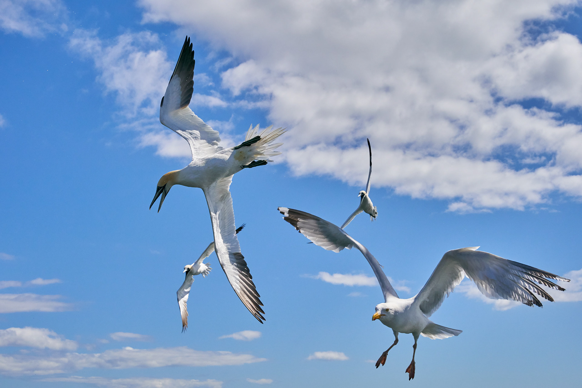 Northern Gannets