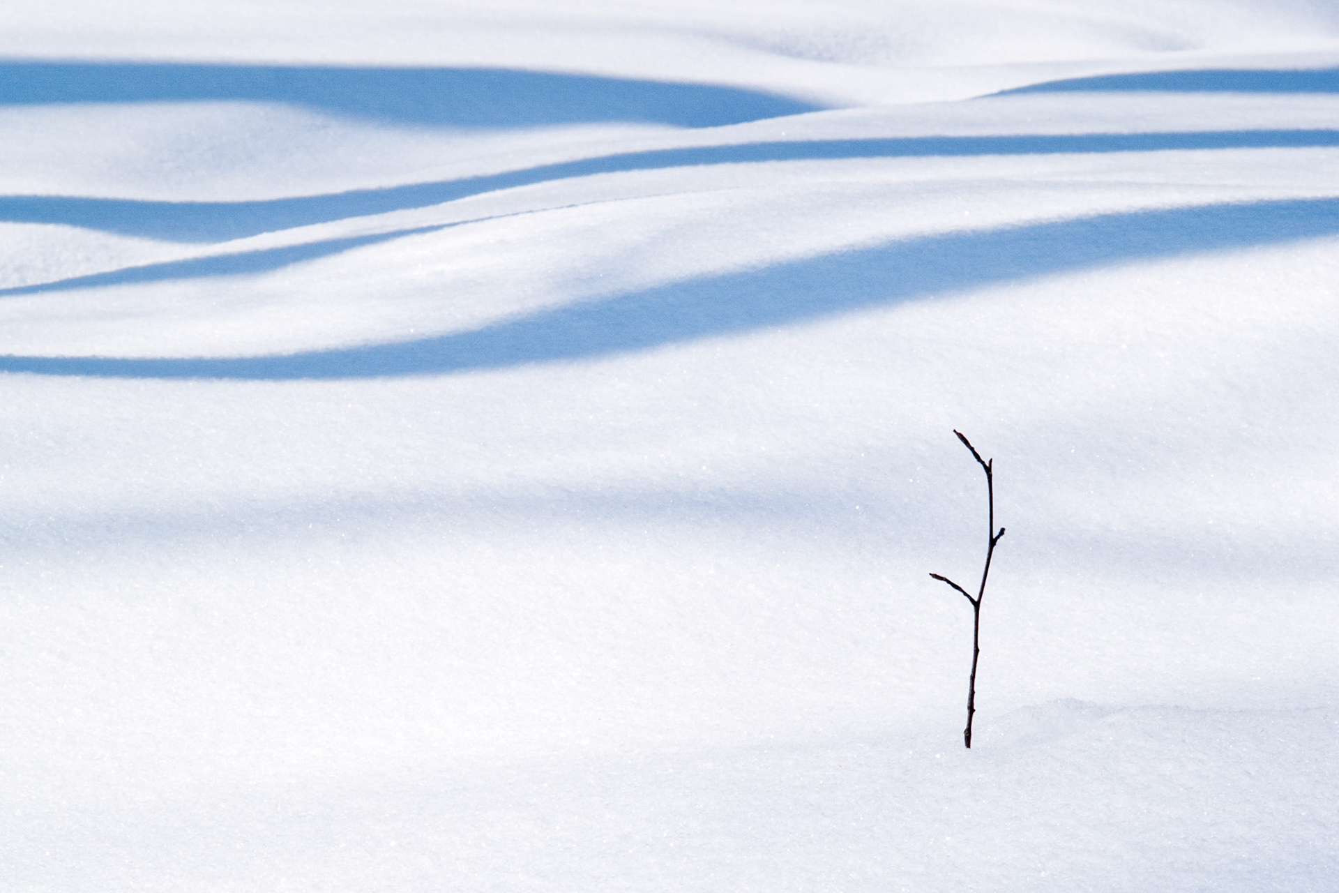 A lone twig or sapling sticks up through a fresh blanket of brilliant white snow with the linear blue shadows of trees in the background.