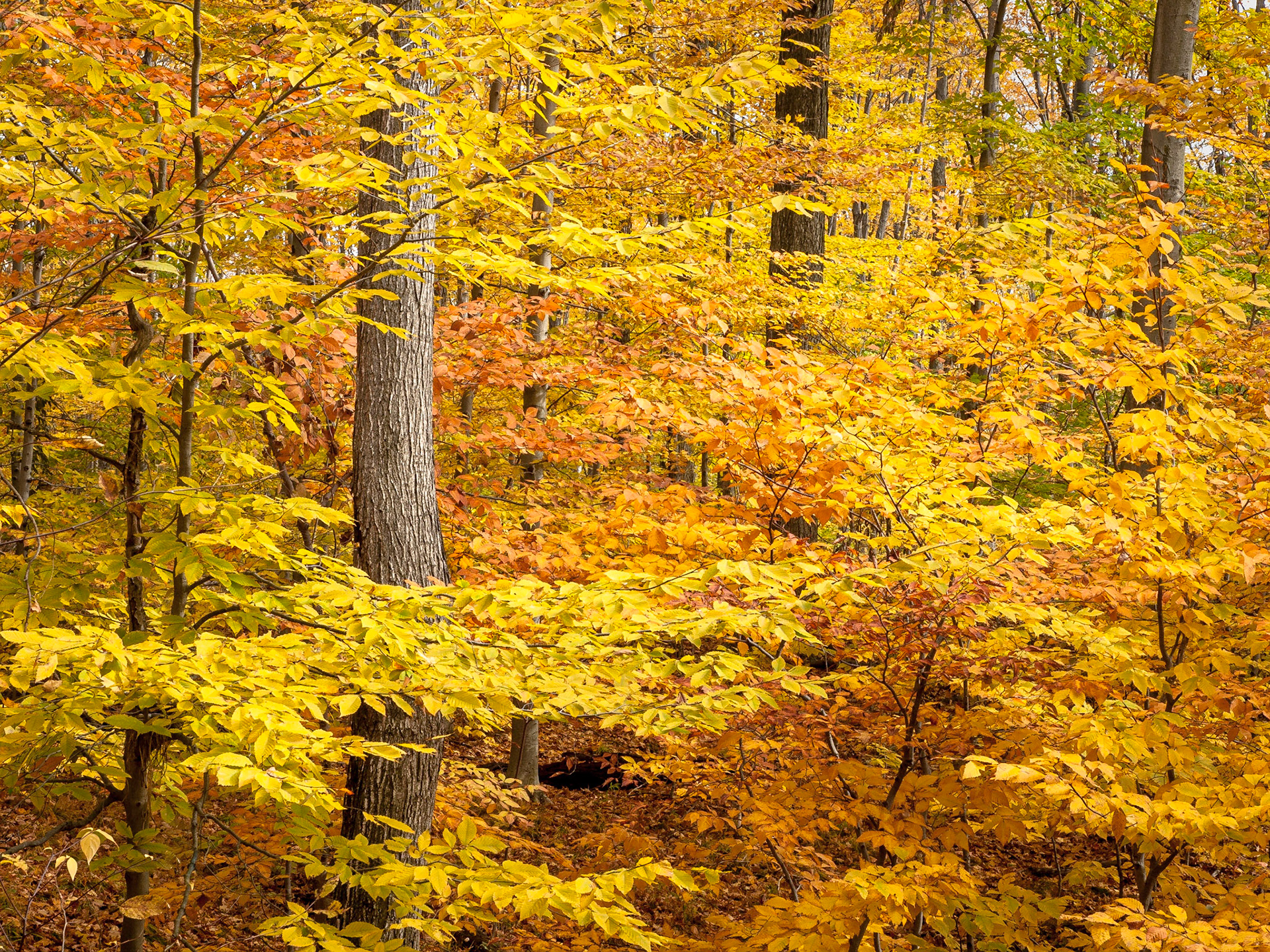 Golden yellow and orange ochre autumn leaves of beech and maple trees in a decidous forest