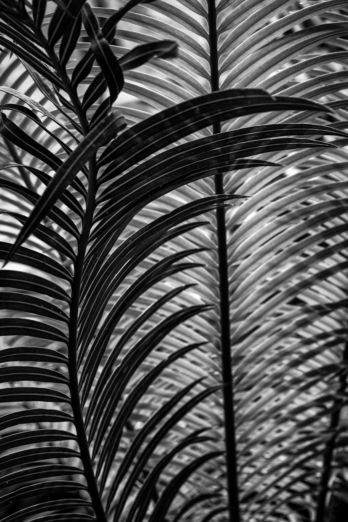 Kew Gardens