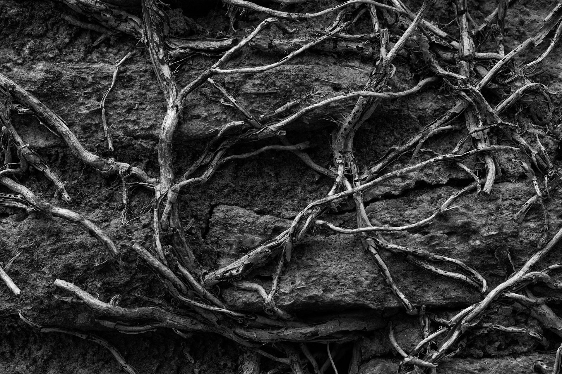 Dead ivy #2
