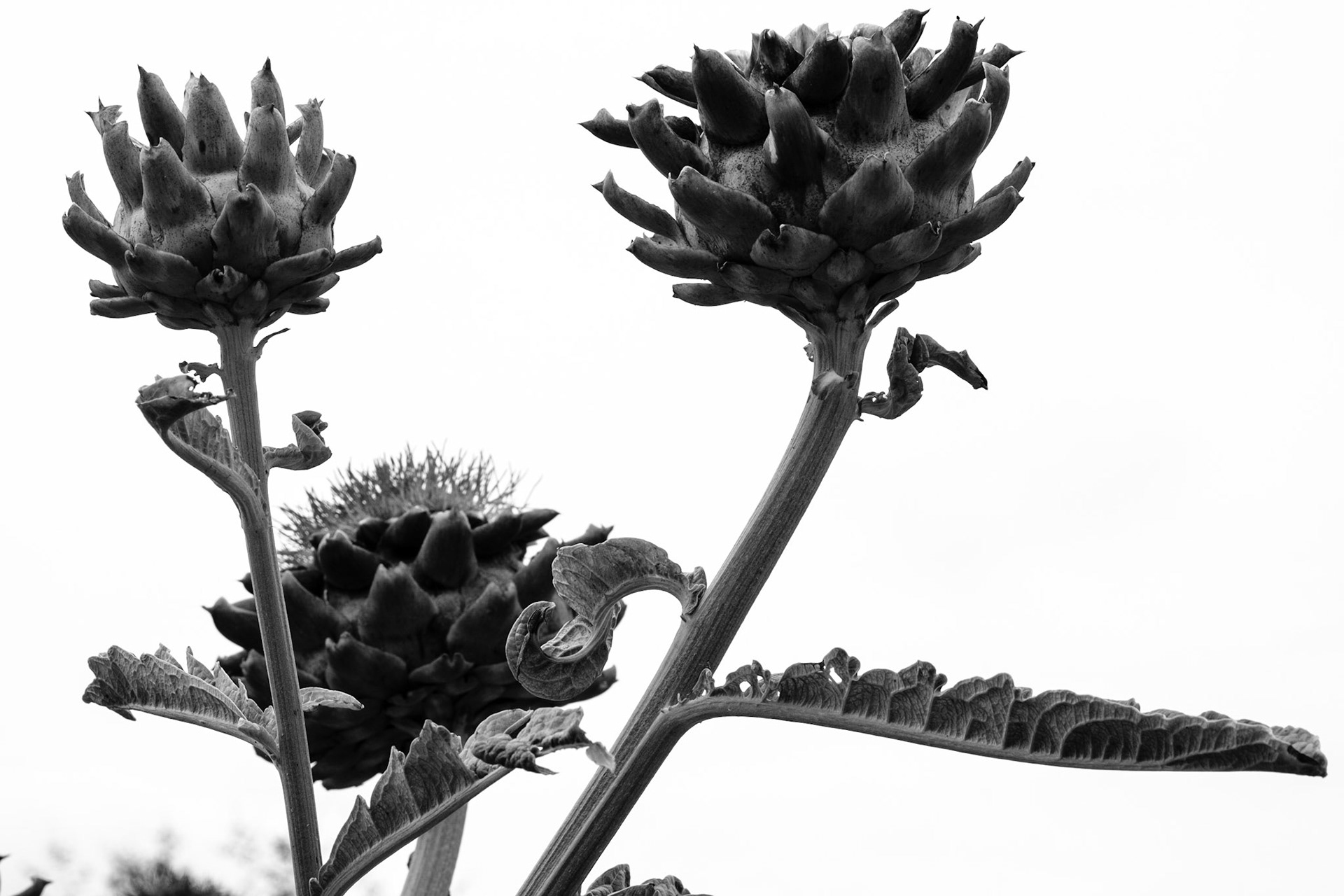 Artichokes