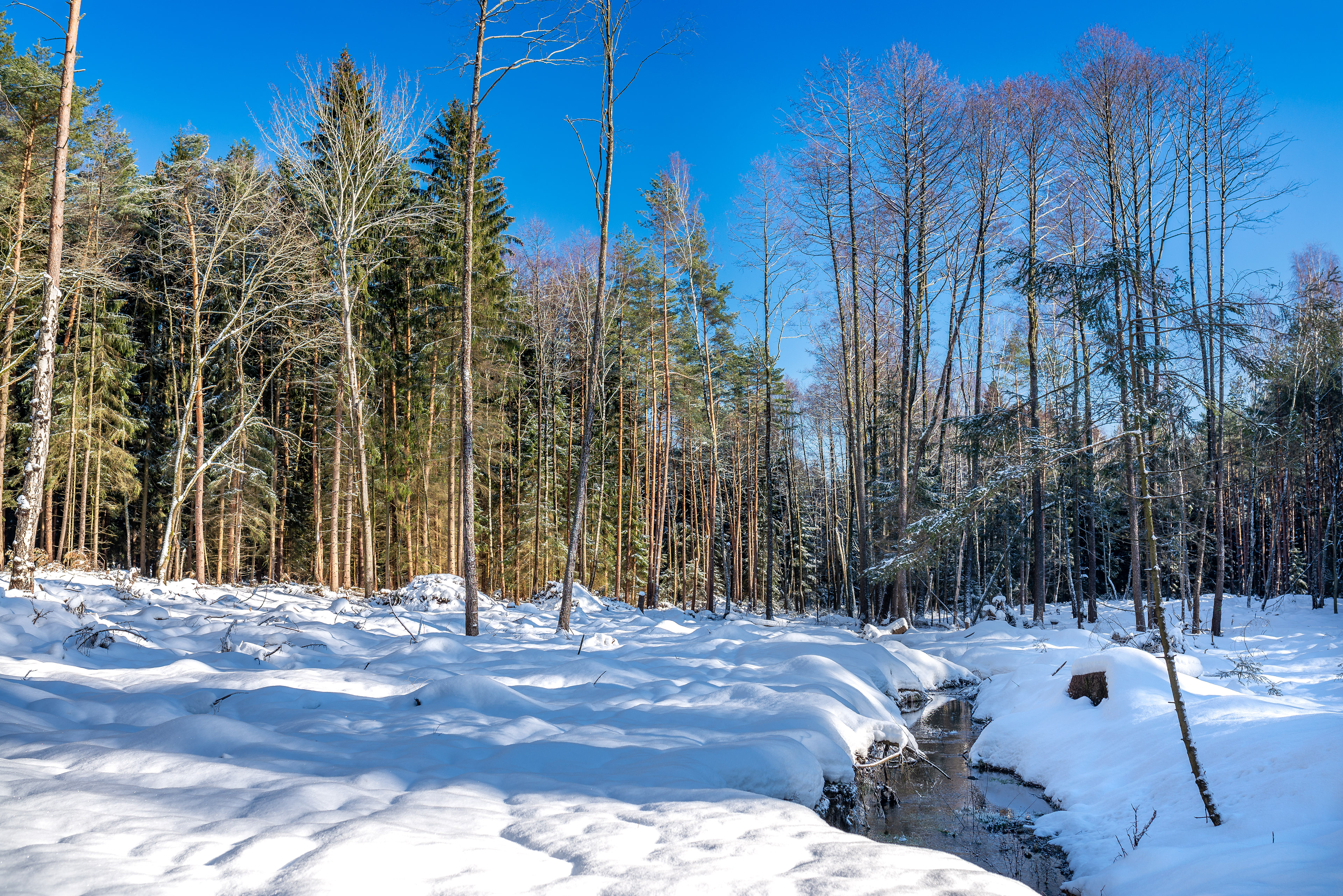 Im Karlswald bei Rossendorf