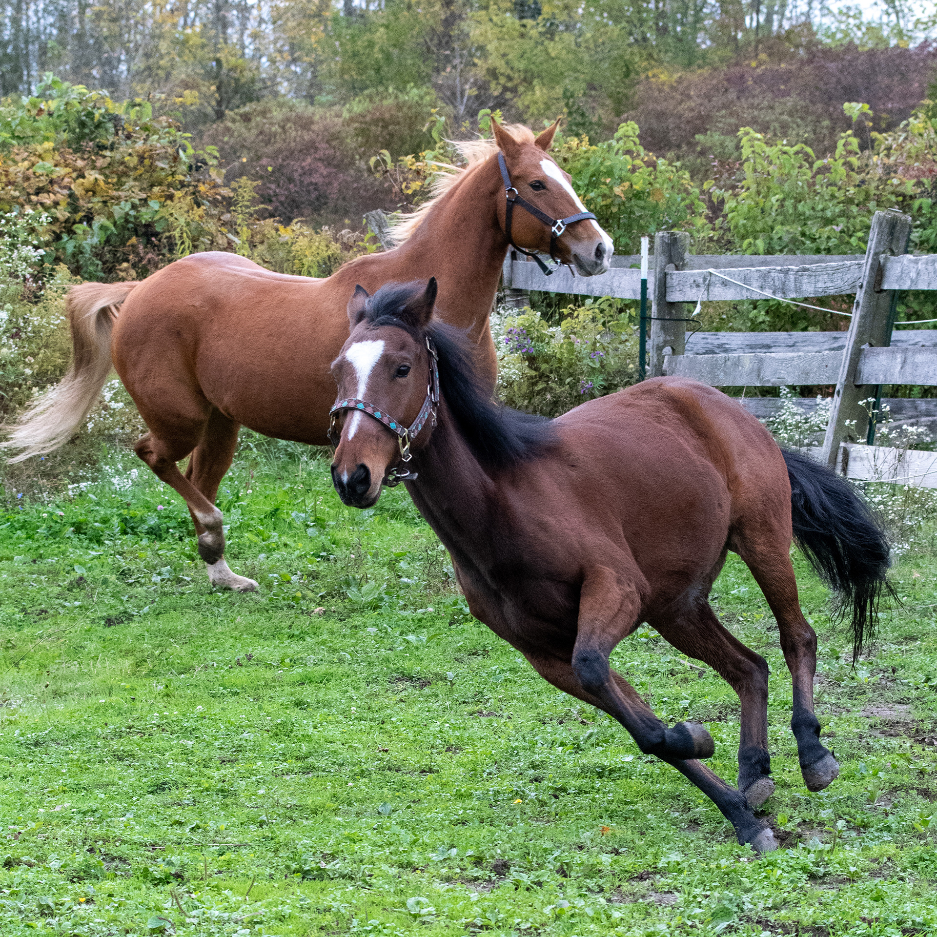 Phoenix Rising Equine Rescue