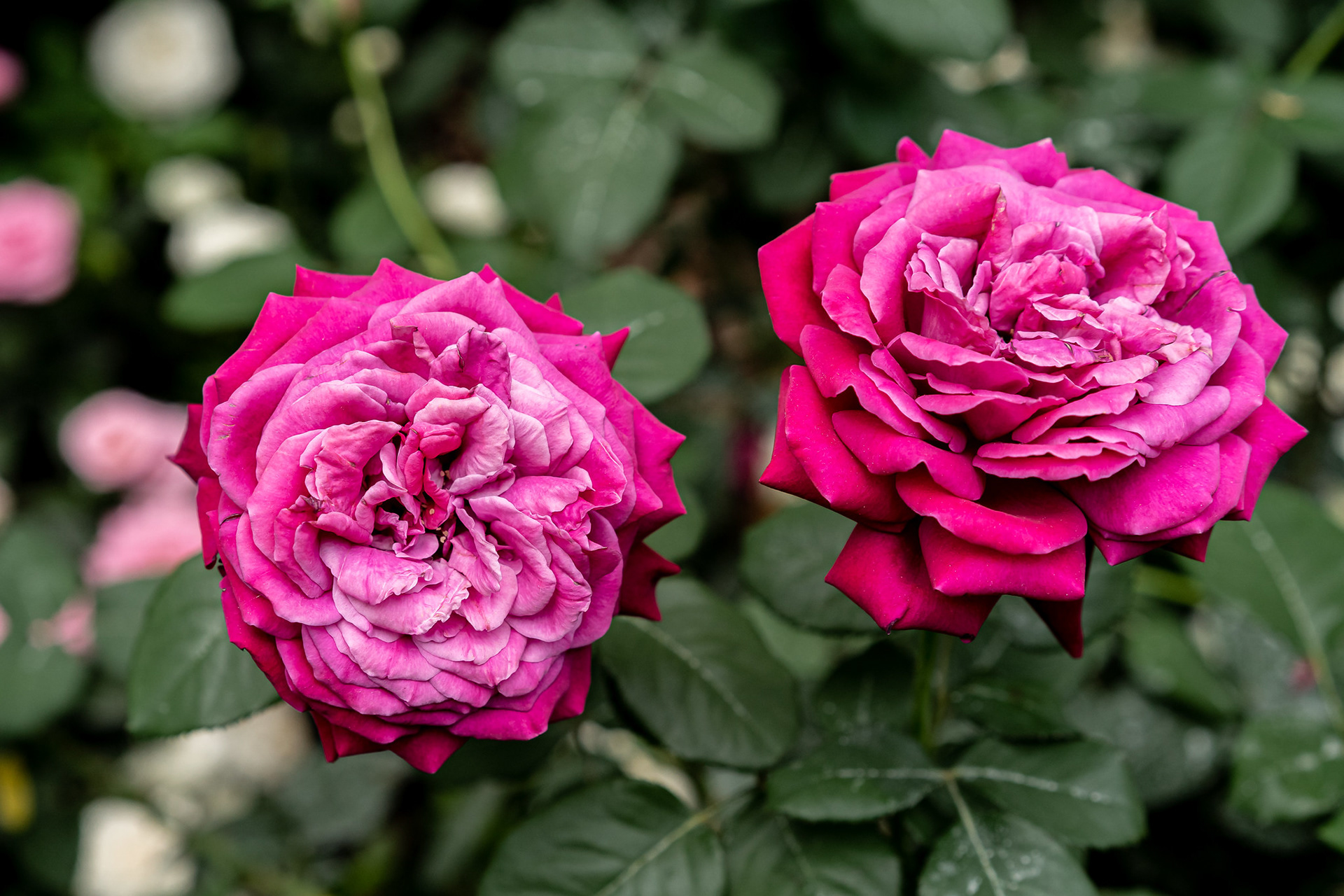 Rose Romance 2019