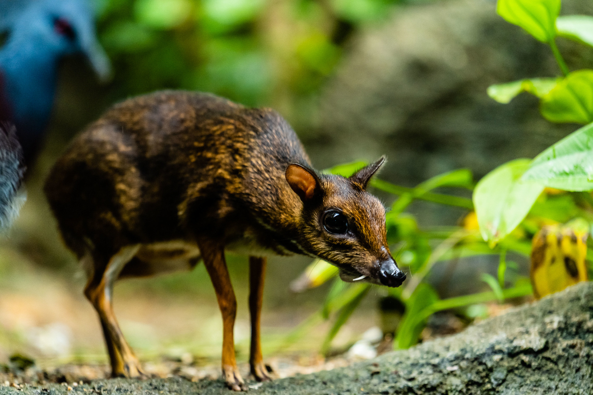 Lesser Mousedeer, Singapore Zoo