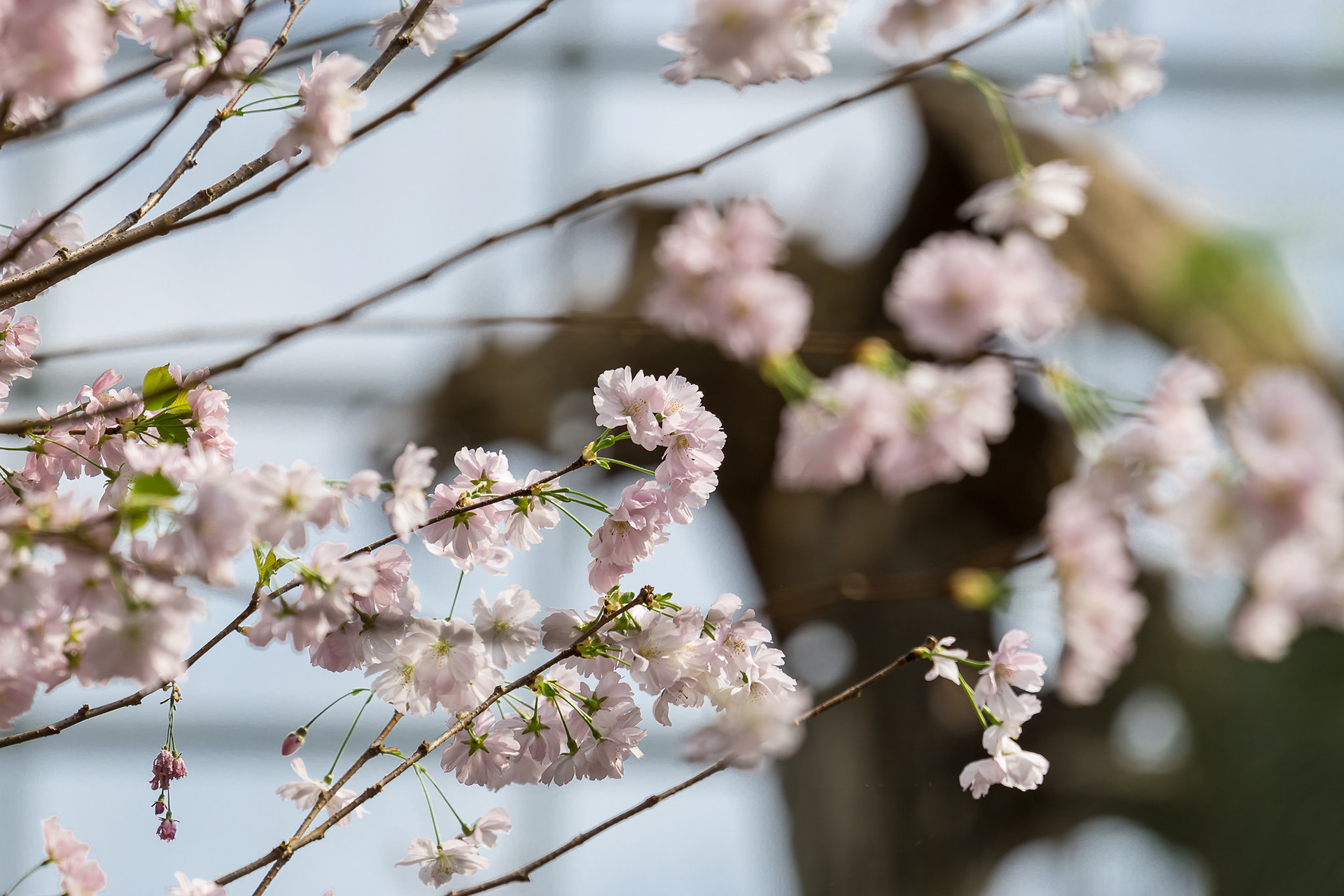 Blossom Bliss 2017