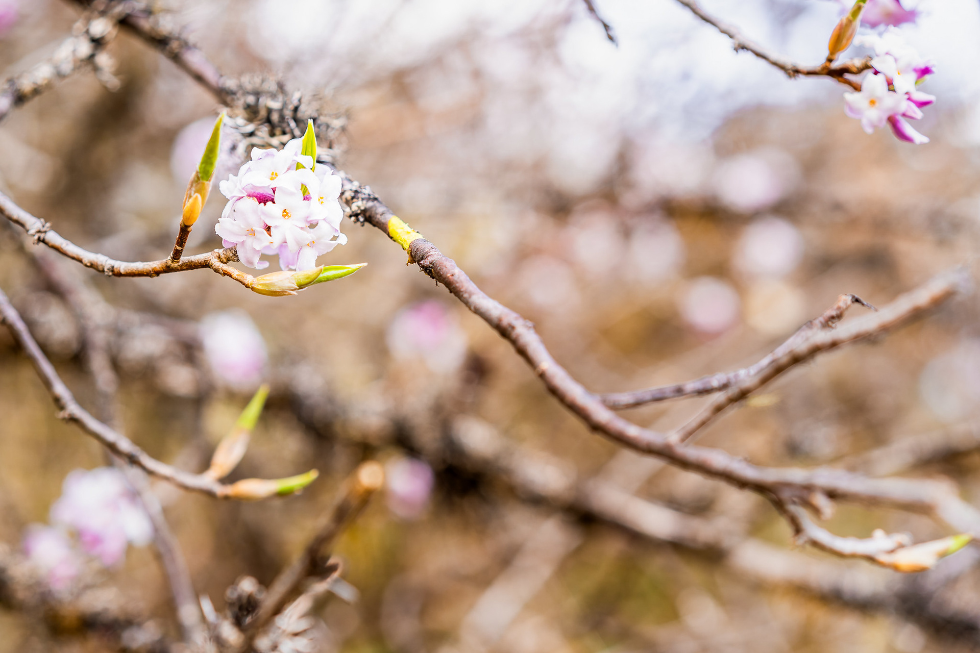 Daphne flowers