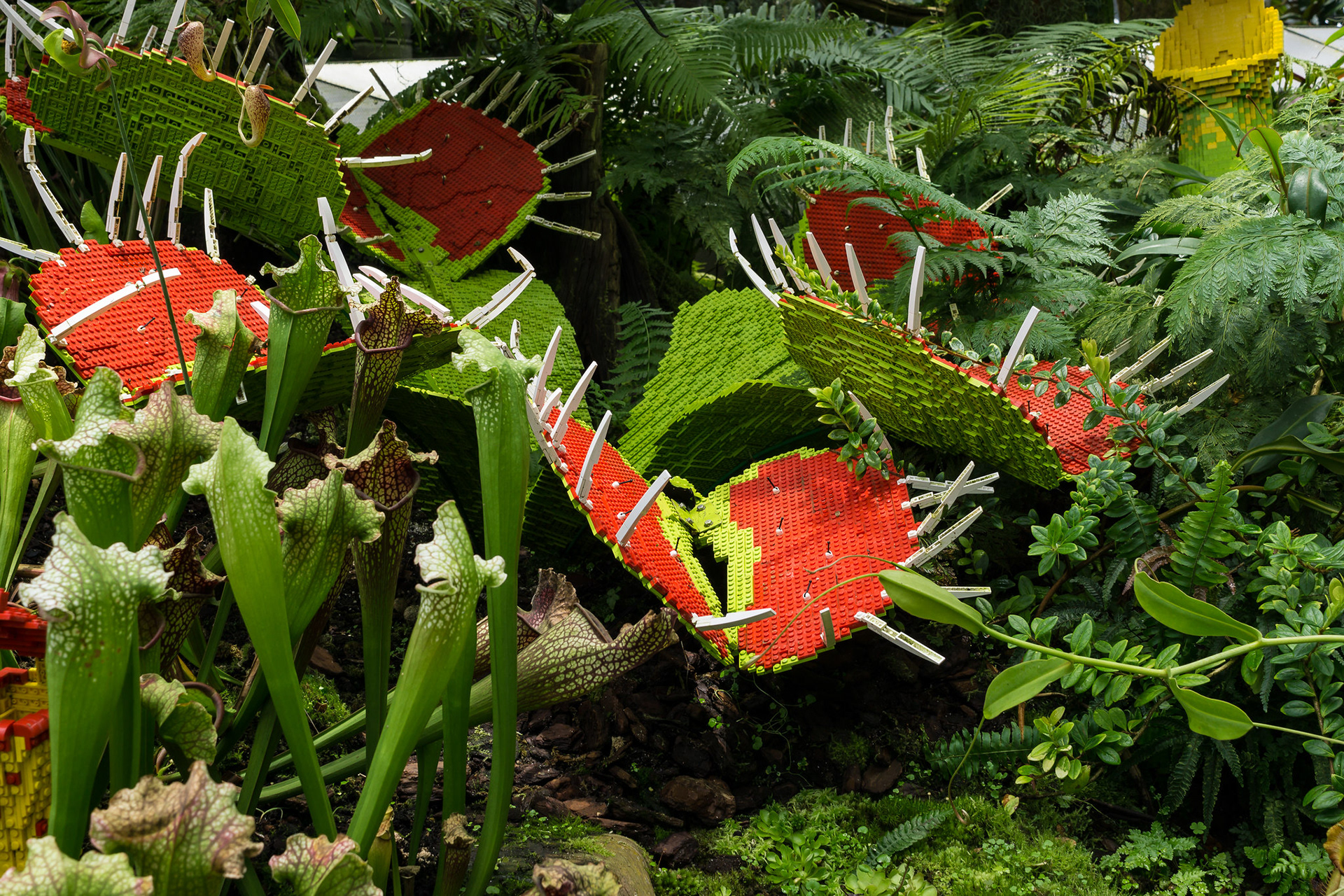 Cloud Forest