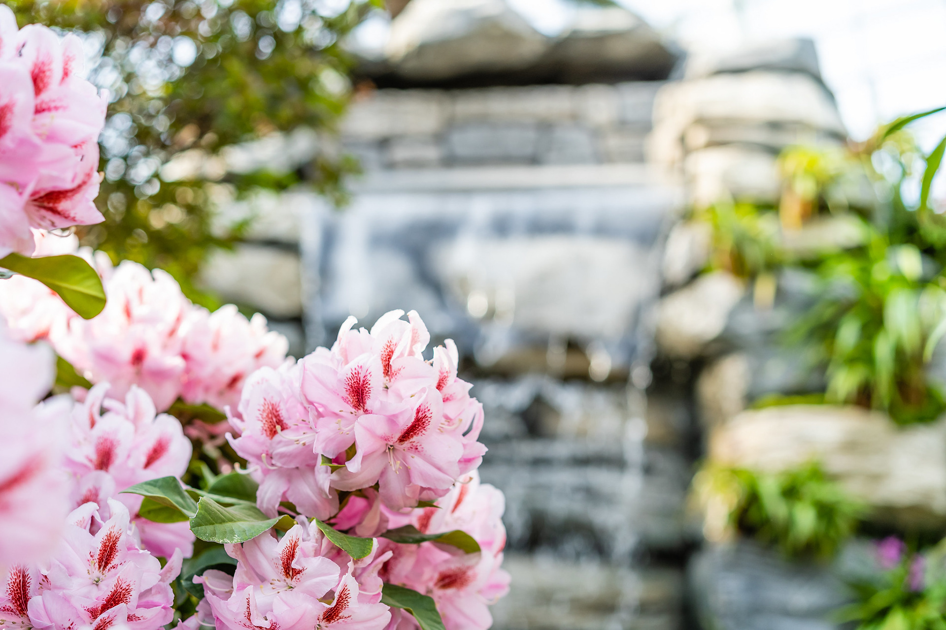 Rhododendron Radiance 2019