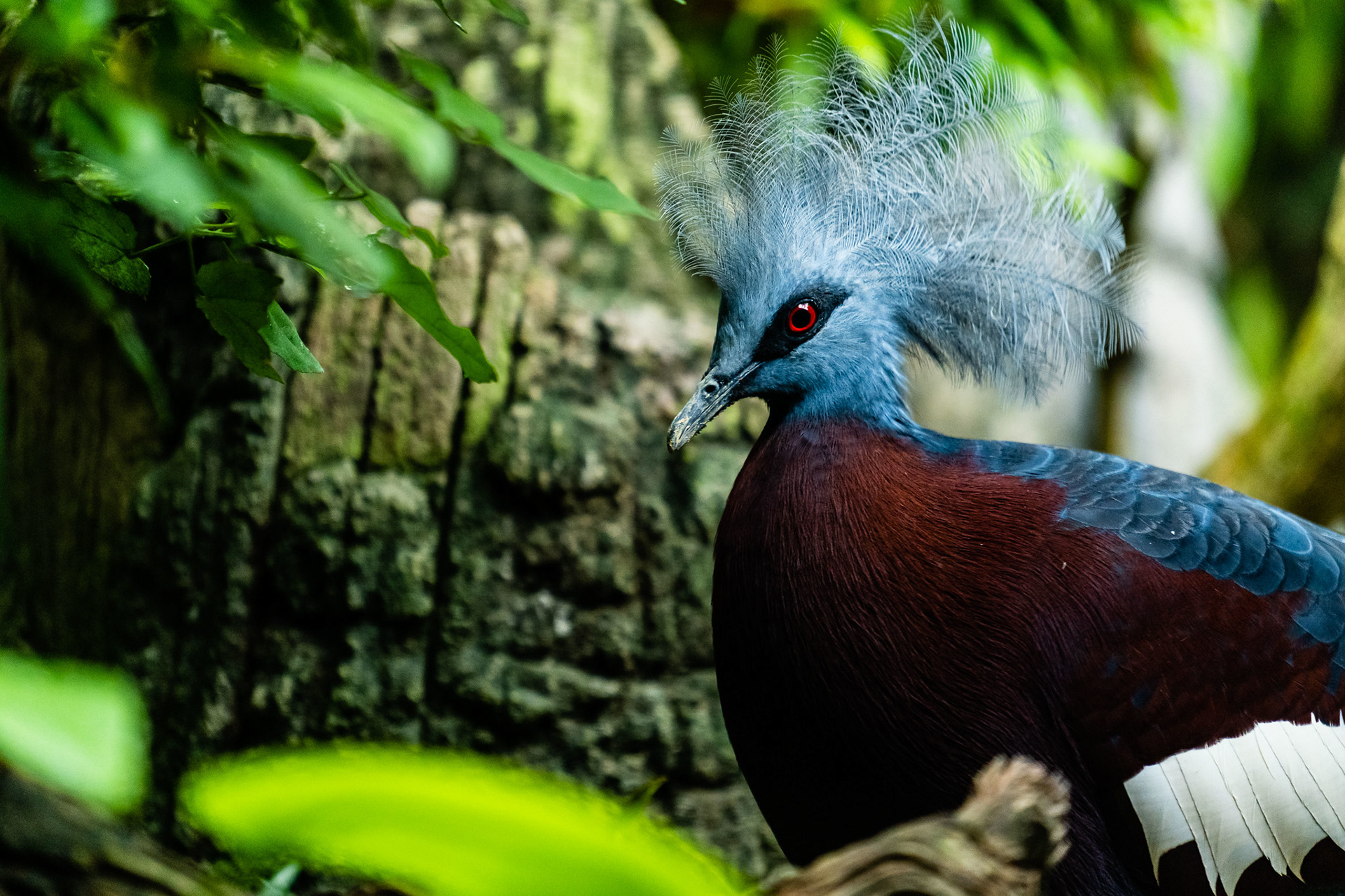 Common Crowned Pigeon, Singapore Zoo
