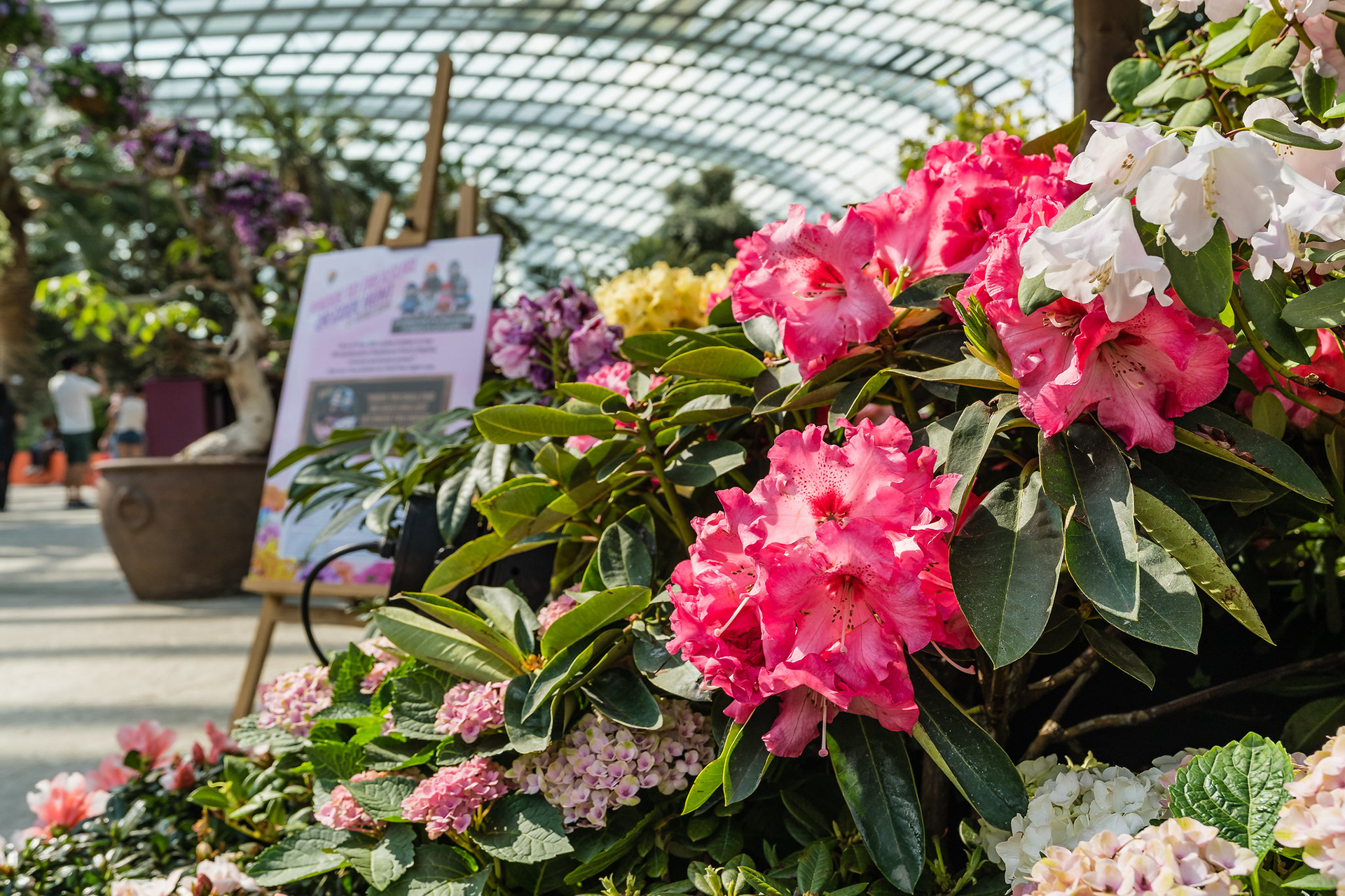Rhododendron Radiance 2019