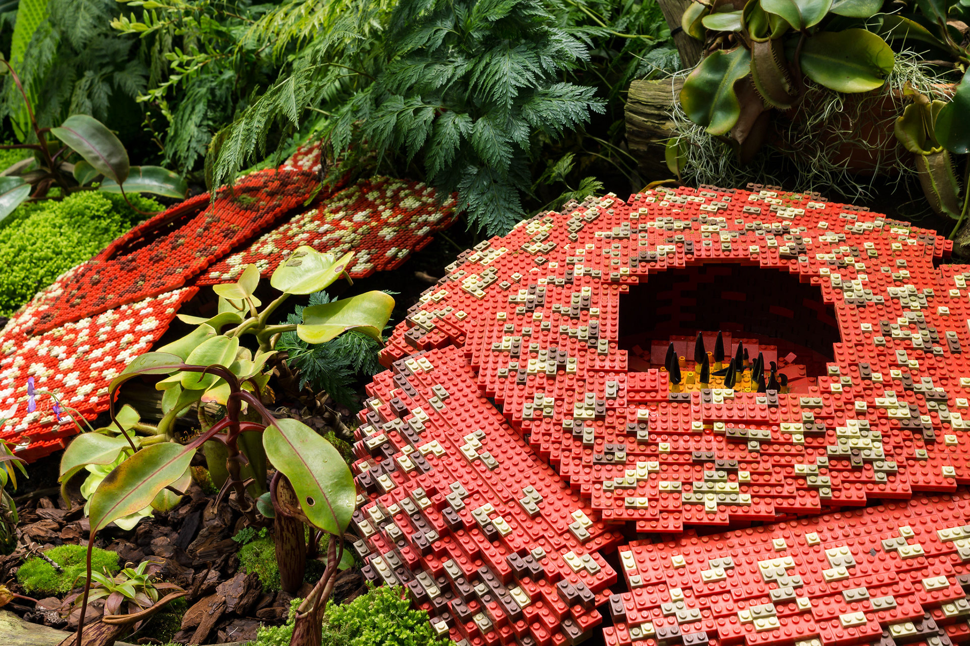 Cloud Forest