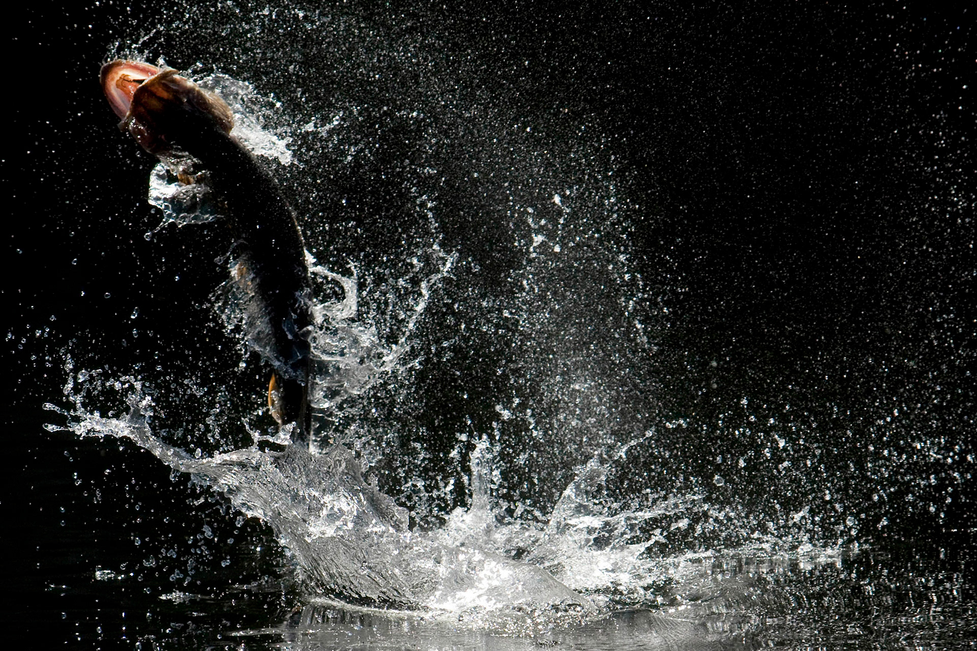 Pêche sportive