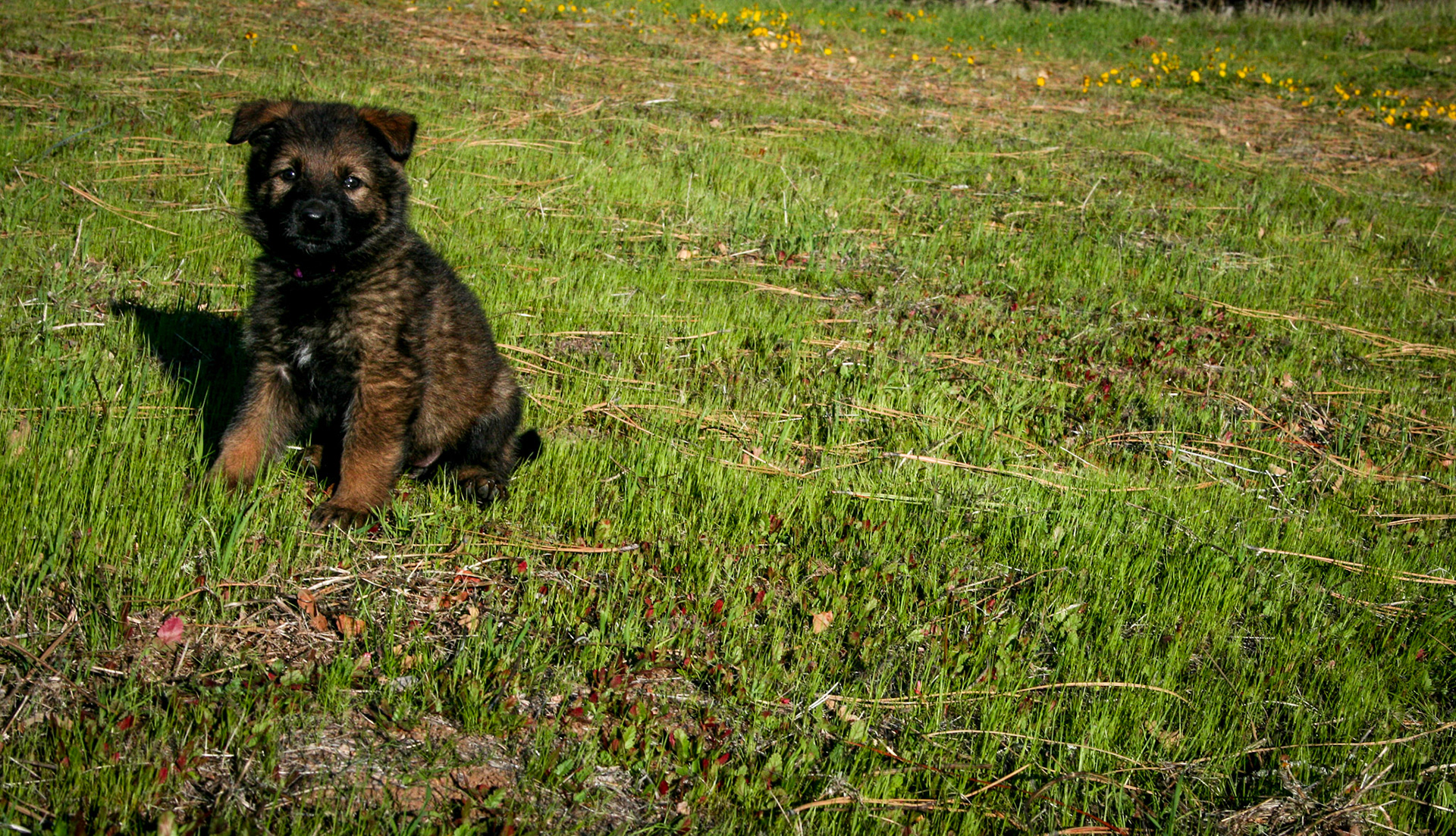 Pink Collar Female 5 Weeks Old