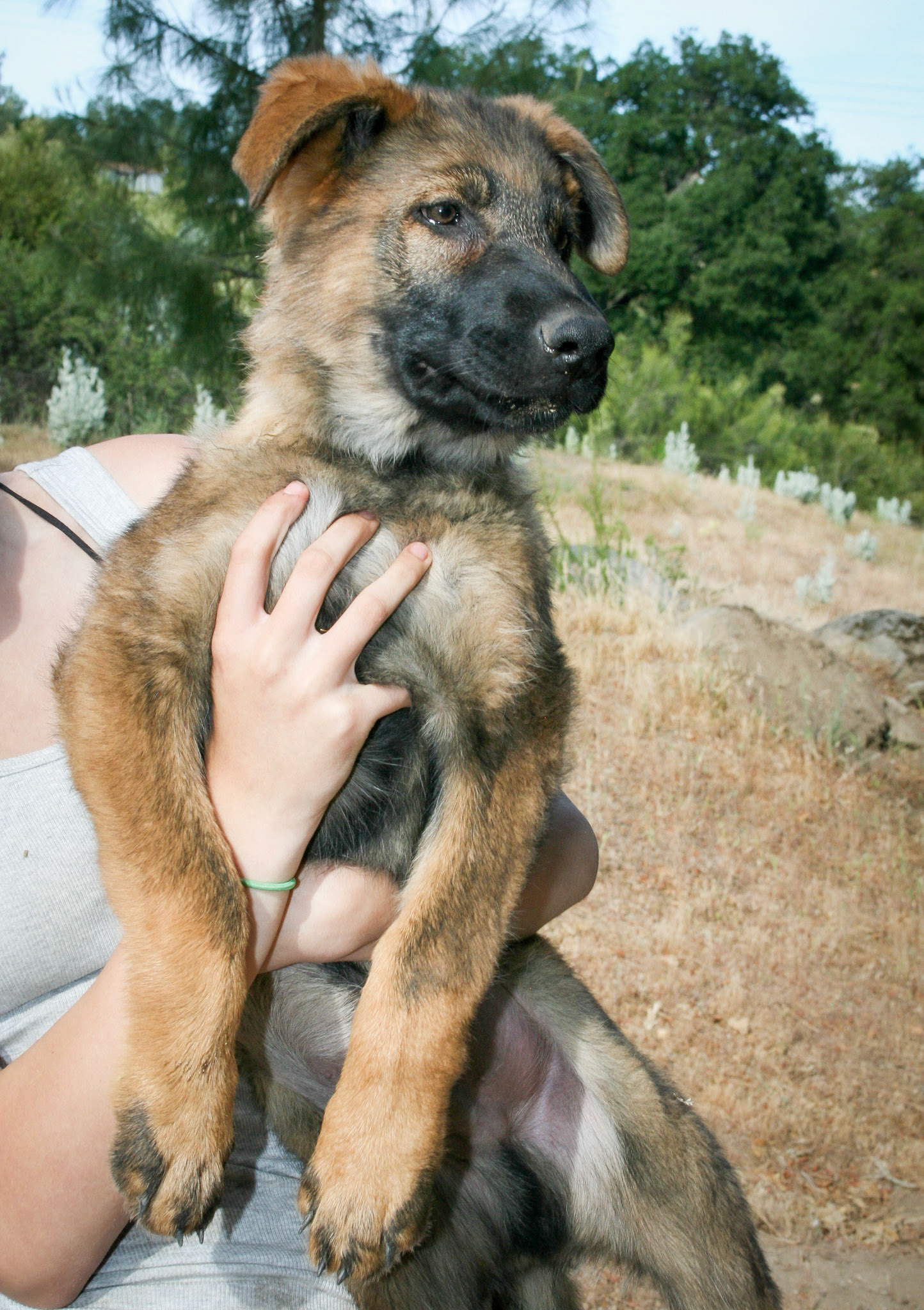 Blue Collar Male 14 weeks