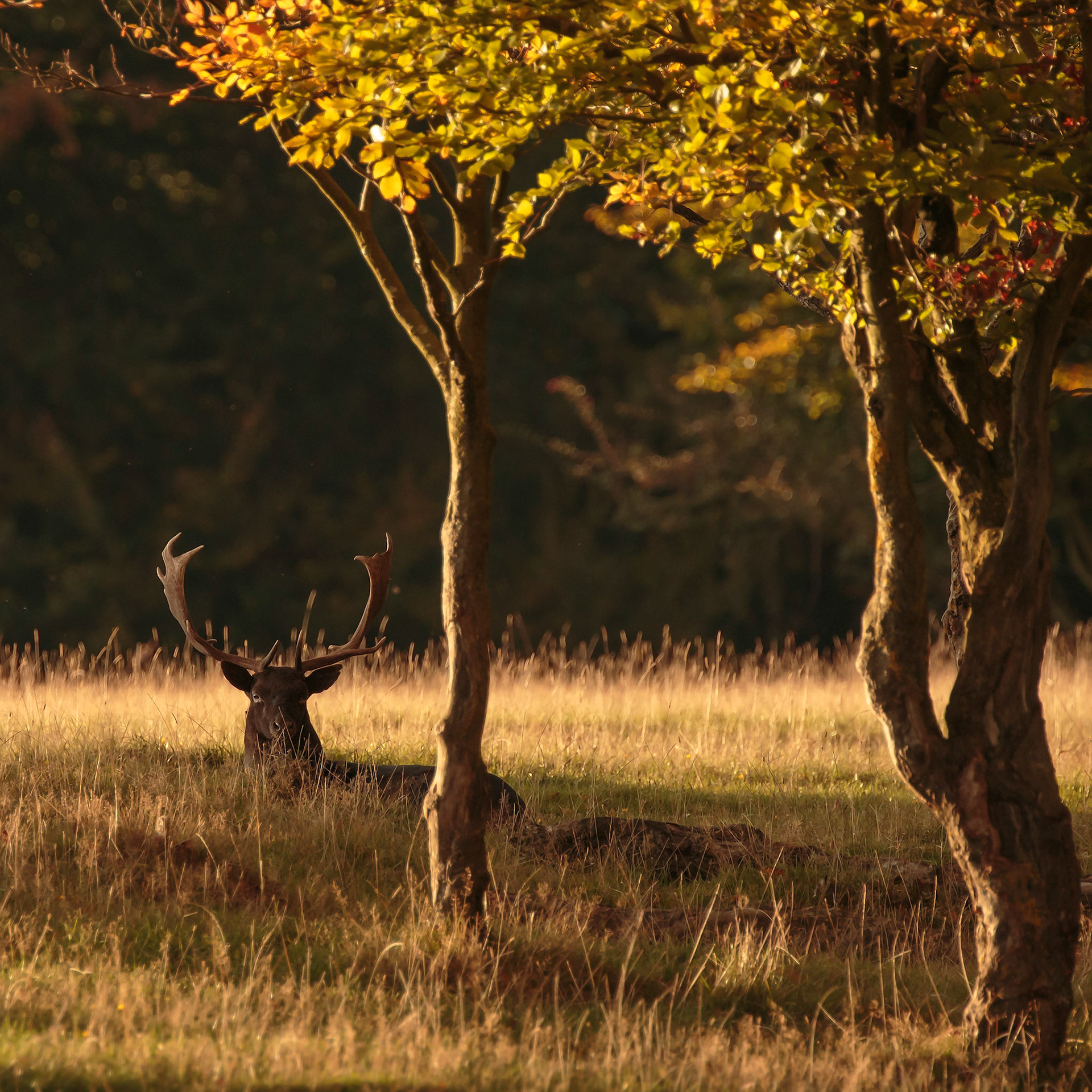 This handsome young Fallow Buck takes some time out from rutting challenges at the end of a long day to absorb the fading rays of the day.