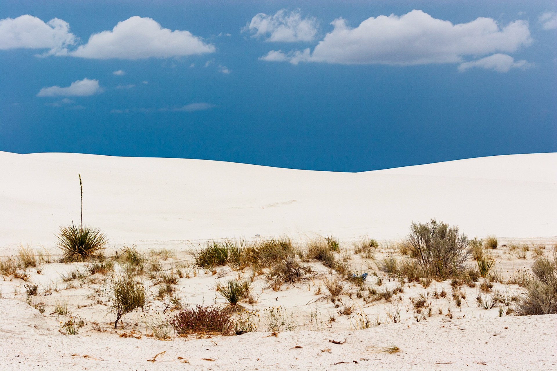 White Sands National Monument, New Mexico. Rising from the heart of the Tularosa Basin is one of the world's great natural wonders - the glistening white sands of New Mexico. Great wave-like dunes of gypsum sand have engulfed 275 square miles of desert, creating the world's largest gypsum dunefield. White Sands National Monument preserves a major portion of this unique dunefield, along with the plants and animals that live here.