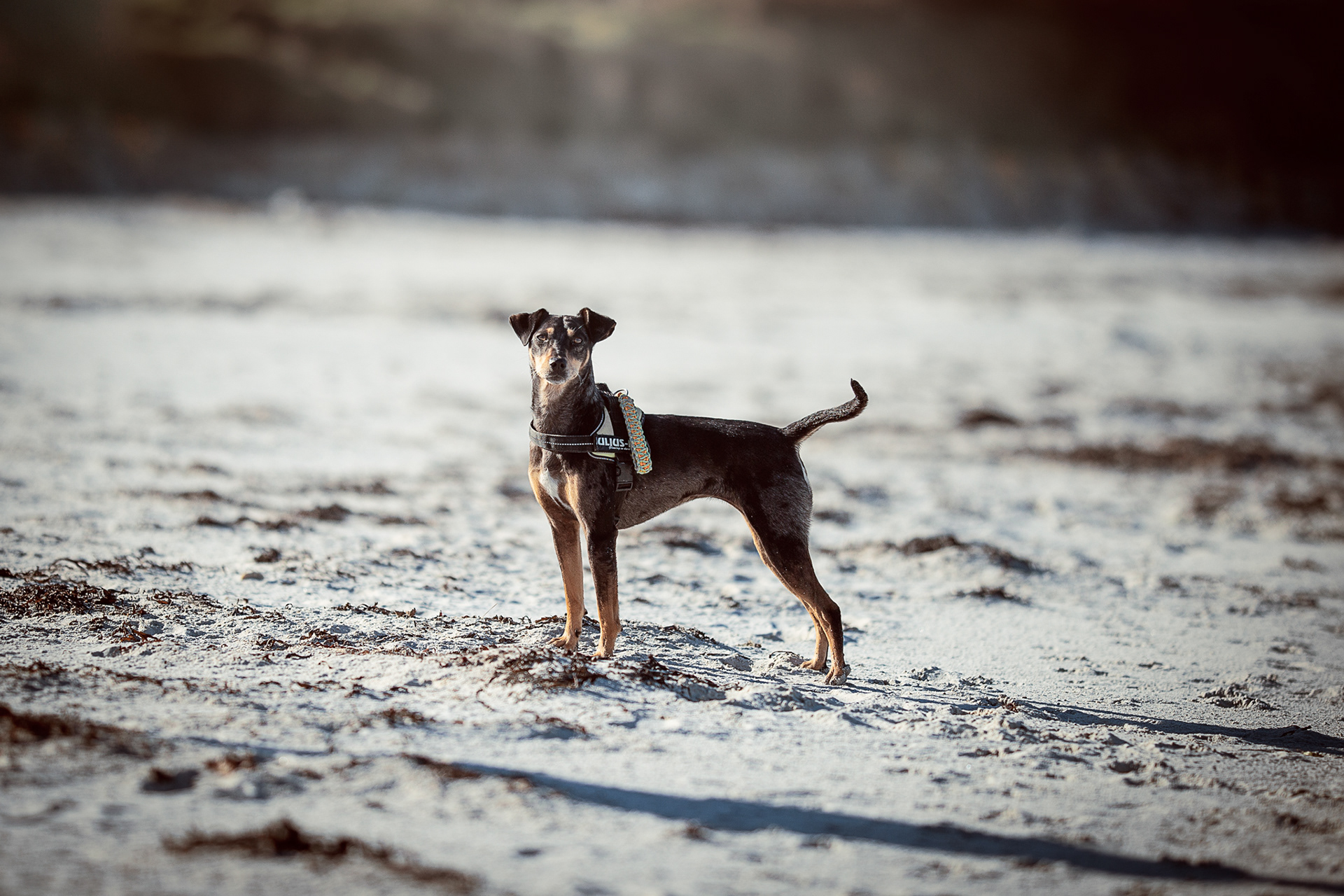 Aurore Brebel Photographe à Brest : Mariages Grossesse Famille Portraits Animaux - Chien Mia