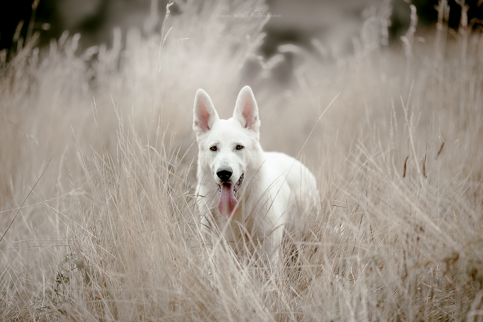 Aurore Brebel Photographe à Brest : Mariages Grossesse Famille Portraits Animaux - Chien