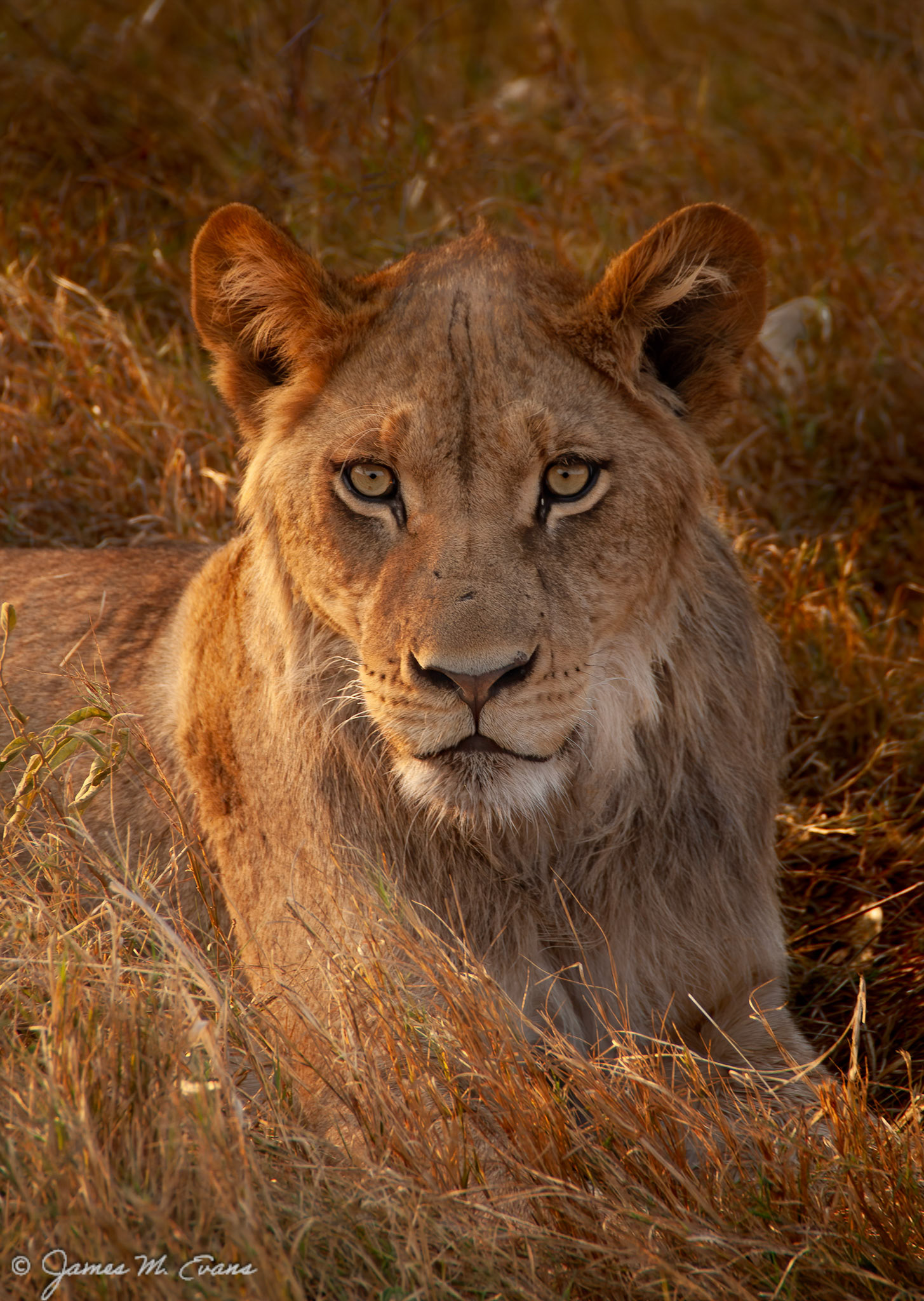 Intensity - Male lion by Khwai River, Botswana