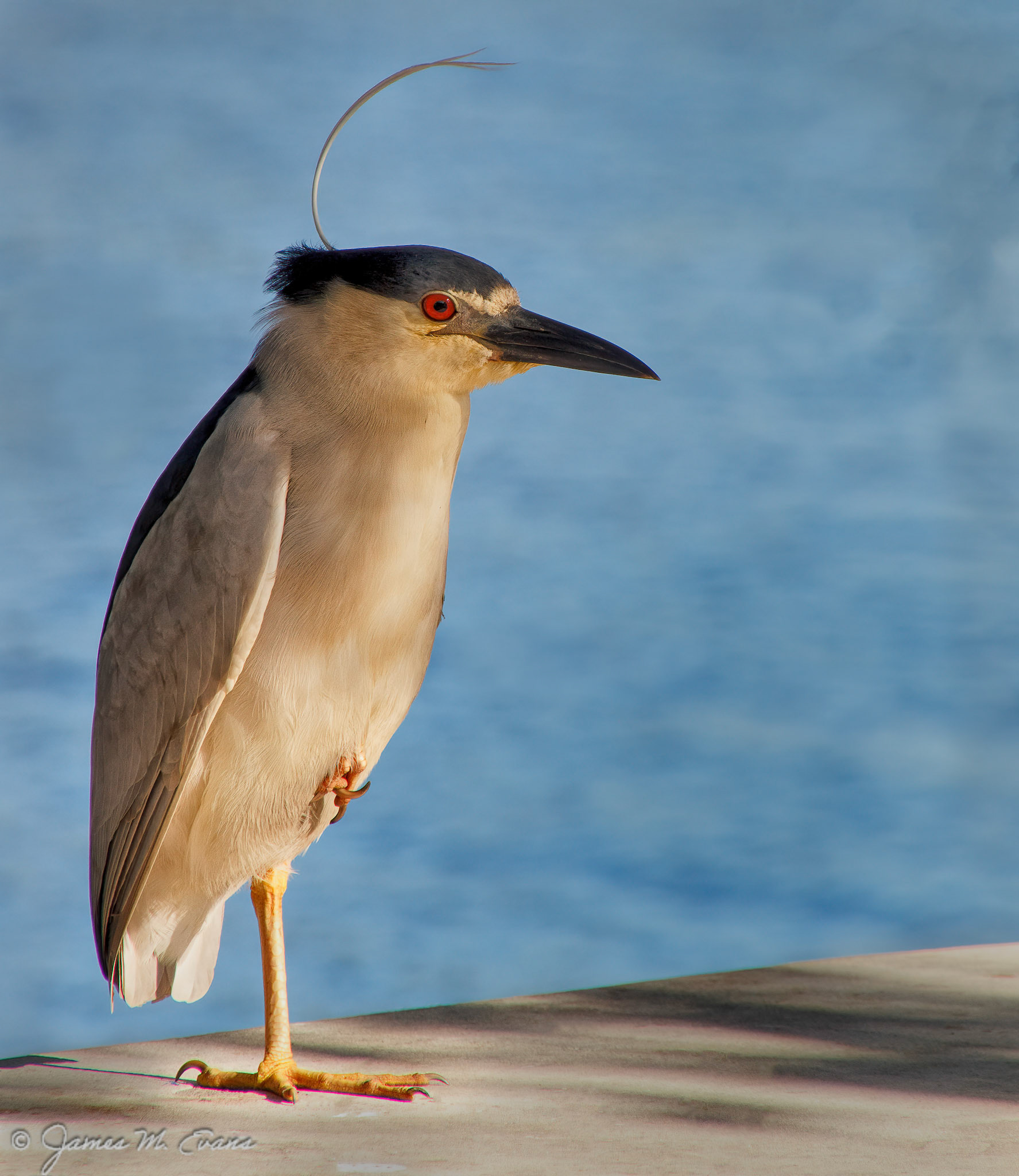 Black-Crowned Night Heron - Lake Ida, Del Ray Beach FL