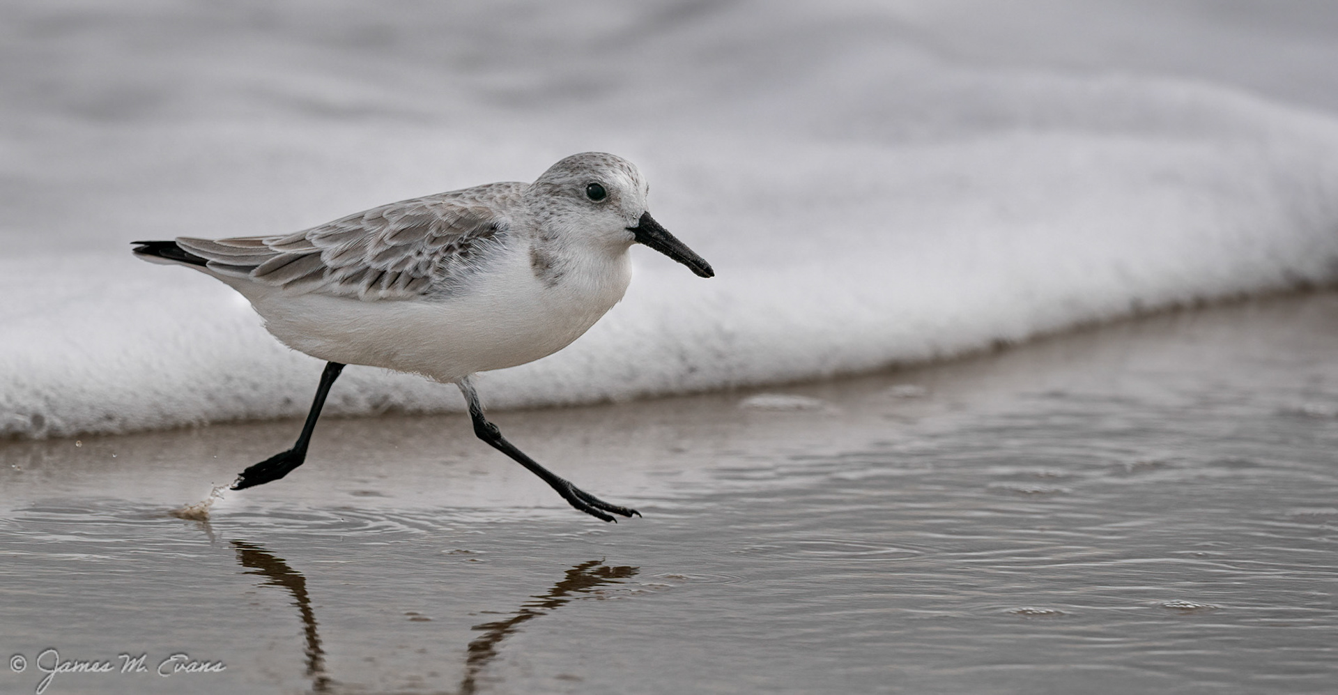 On the run 1 - Sanderling running in the surf at Assateague Island National Seashore in VA