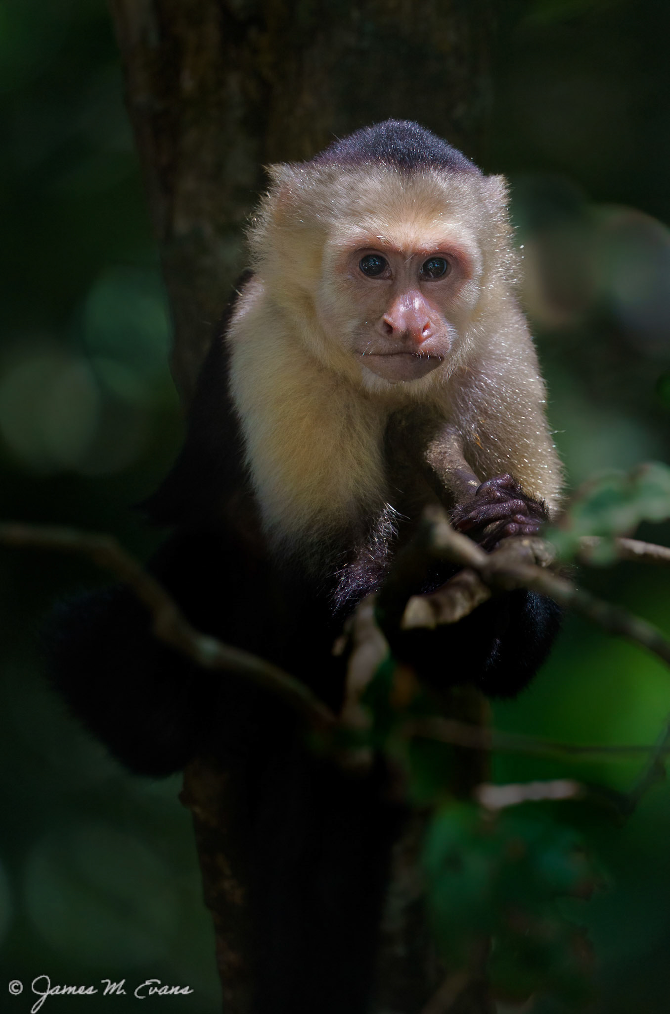 Thoughtful George - Capuchin monkey at Manuel Antonio National Park in Costa Rica.