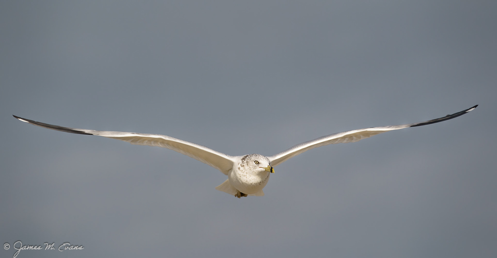 I'm watching you - Seagull in flight at Assateague Island National Seashore in VA