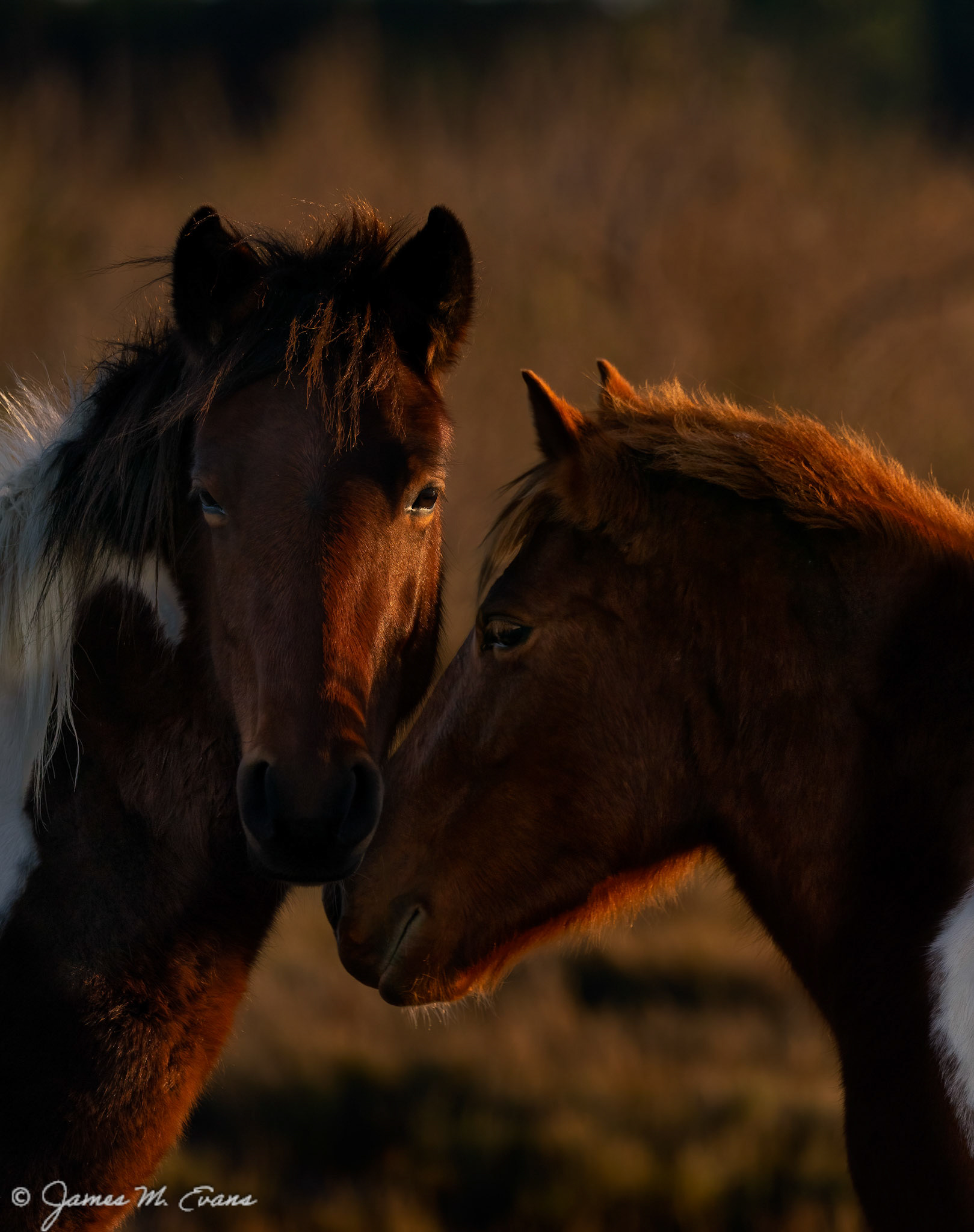 Nuzzle - Assateague Ponies on Assateague Island, VA