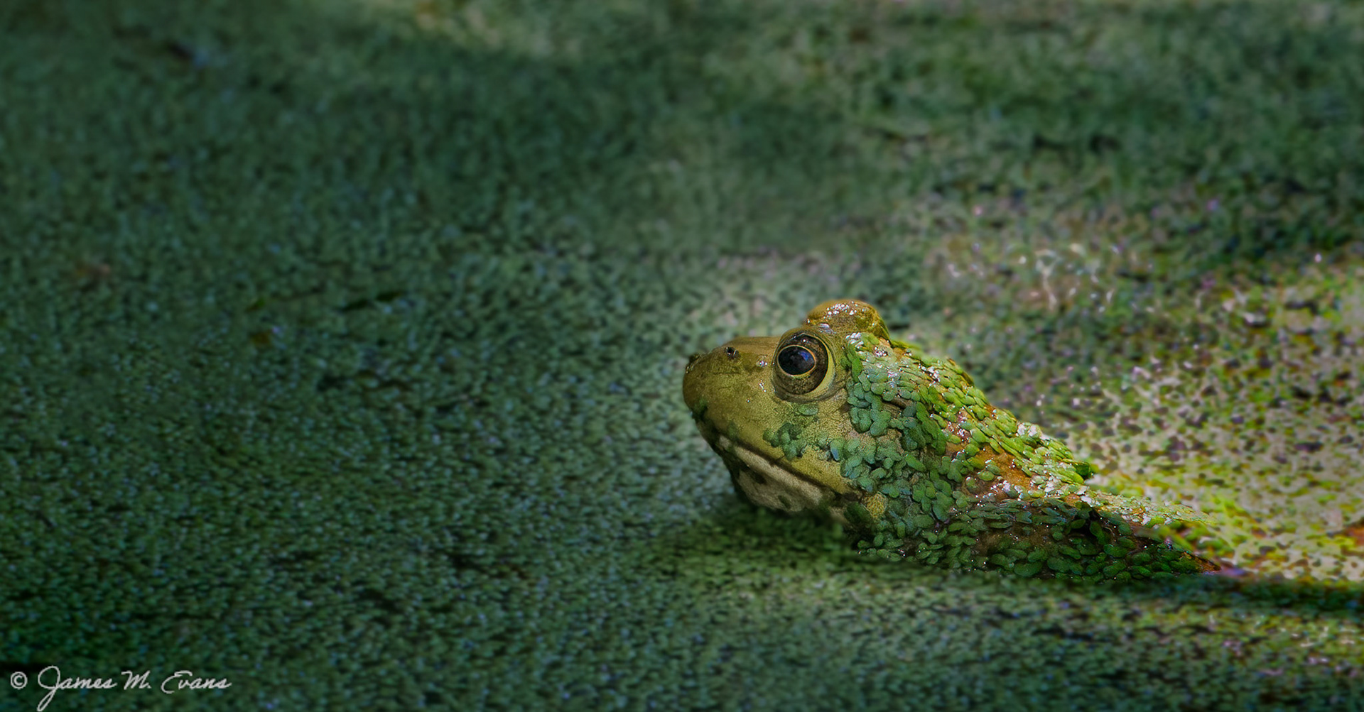 Ray of light - Frog at Somerset Environmental Center in NJ