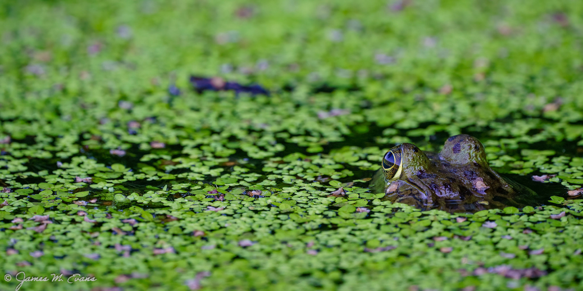 Watching - Frog at South Mountain Reservation in NJ