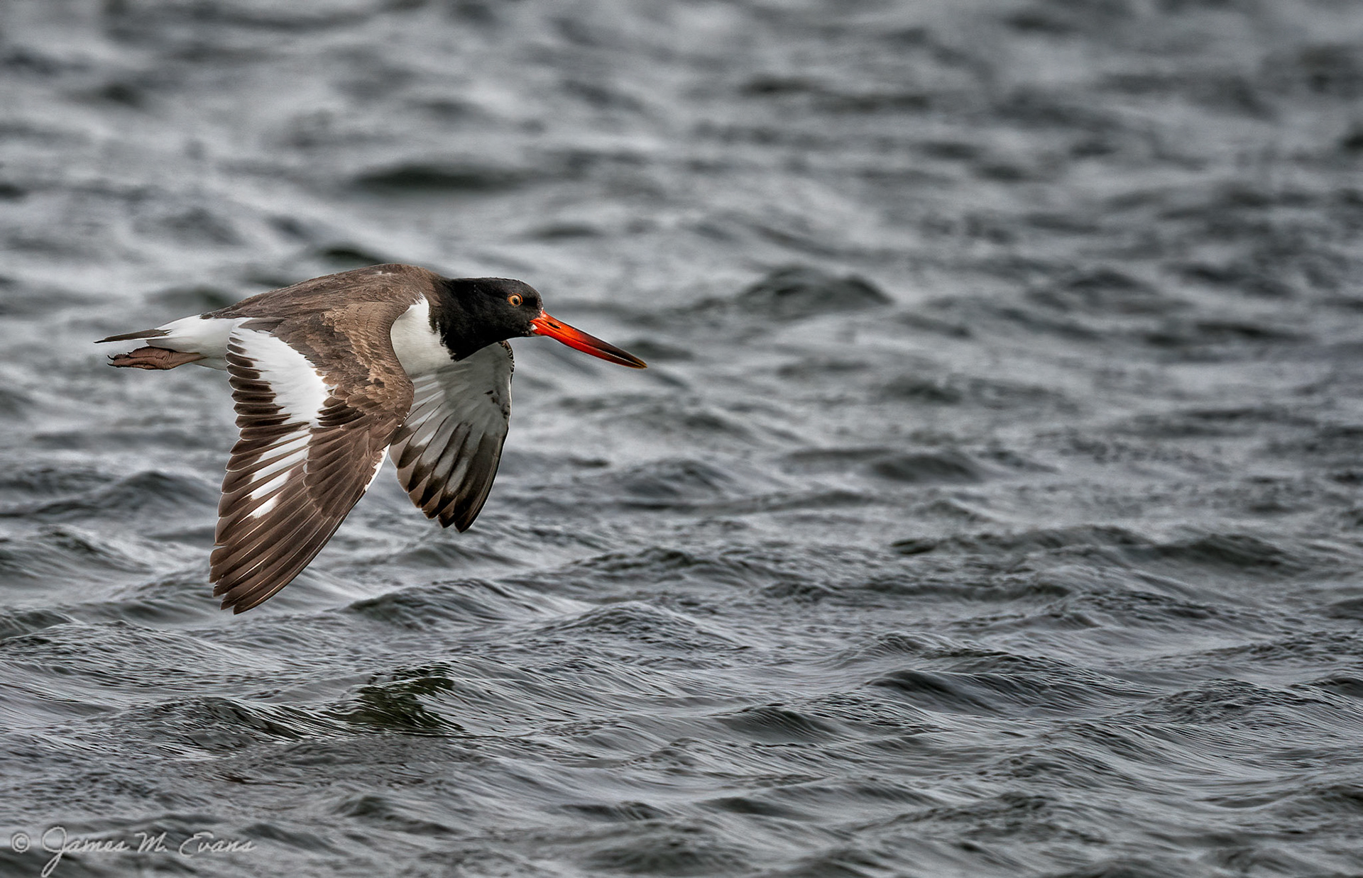 Fly low - Oystercatcher in flight at Assateague Island National Seashore in VA