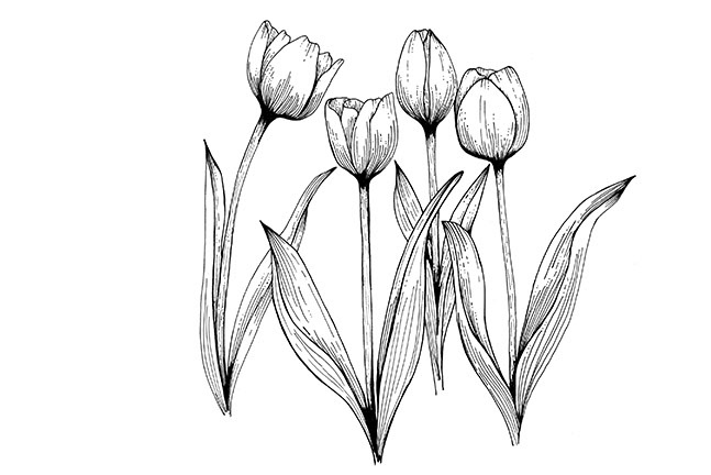 Pen and Ink Illustration For Thank You Card Design