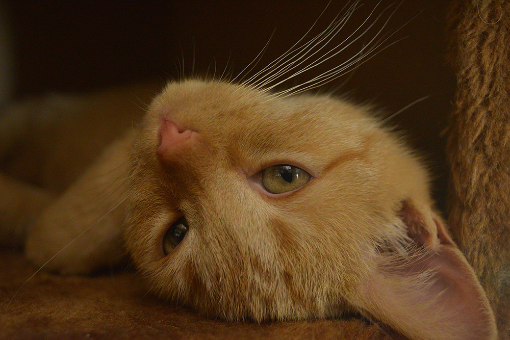 Little Ginger Kitty "Poe"