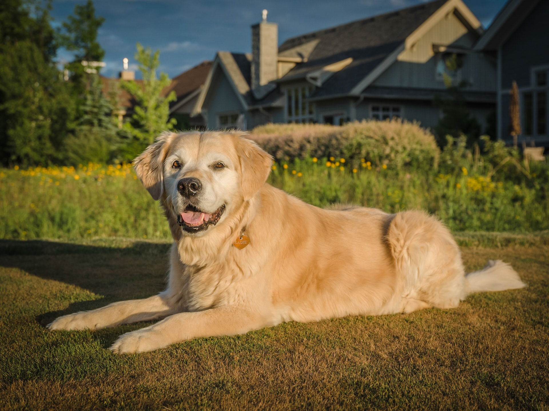 Dogs of Lora Bay