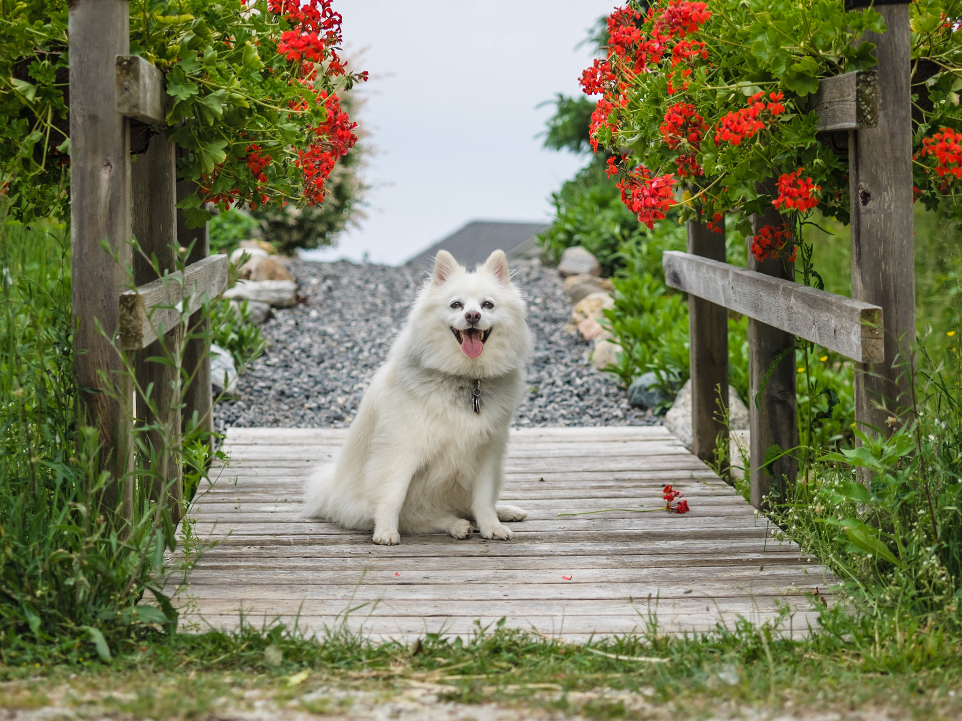 Dogs of Lora Bay