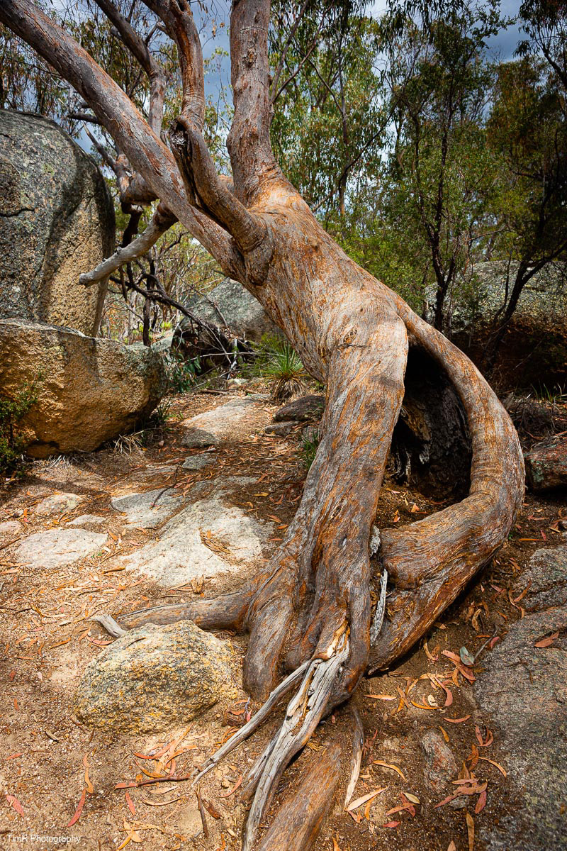 Girraween