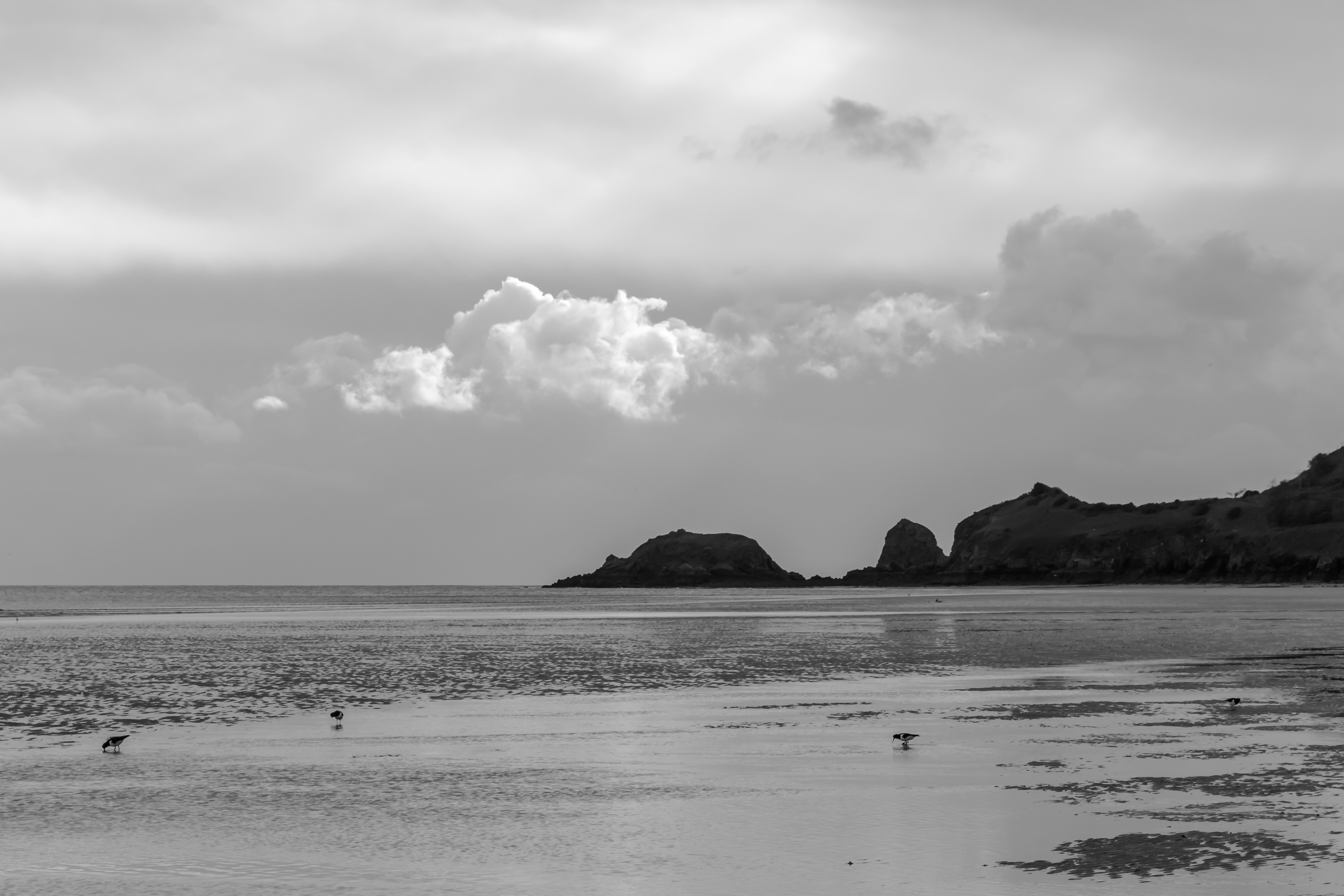 Monkstone Point Oystercatchers