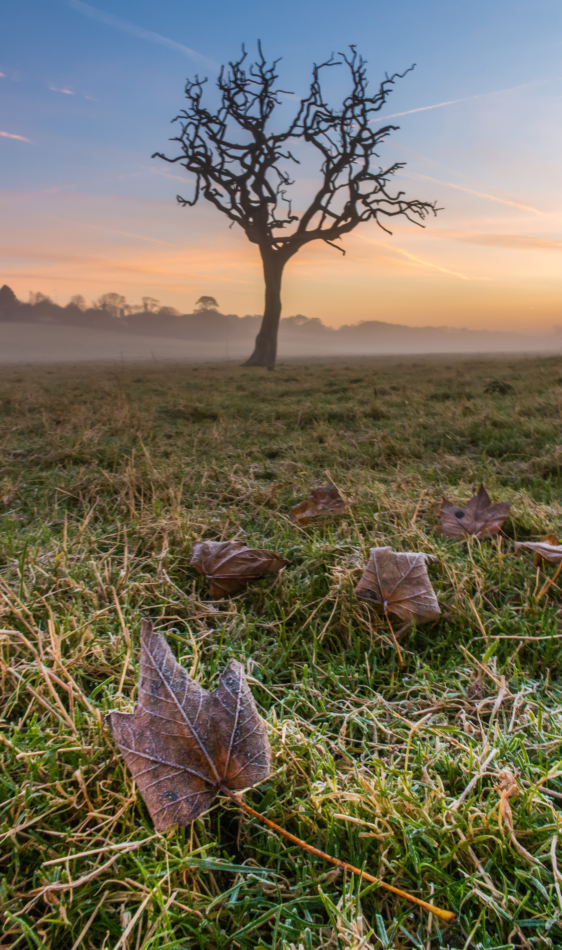 Pentre Meyrig Tree