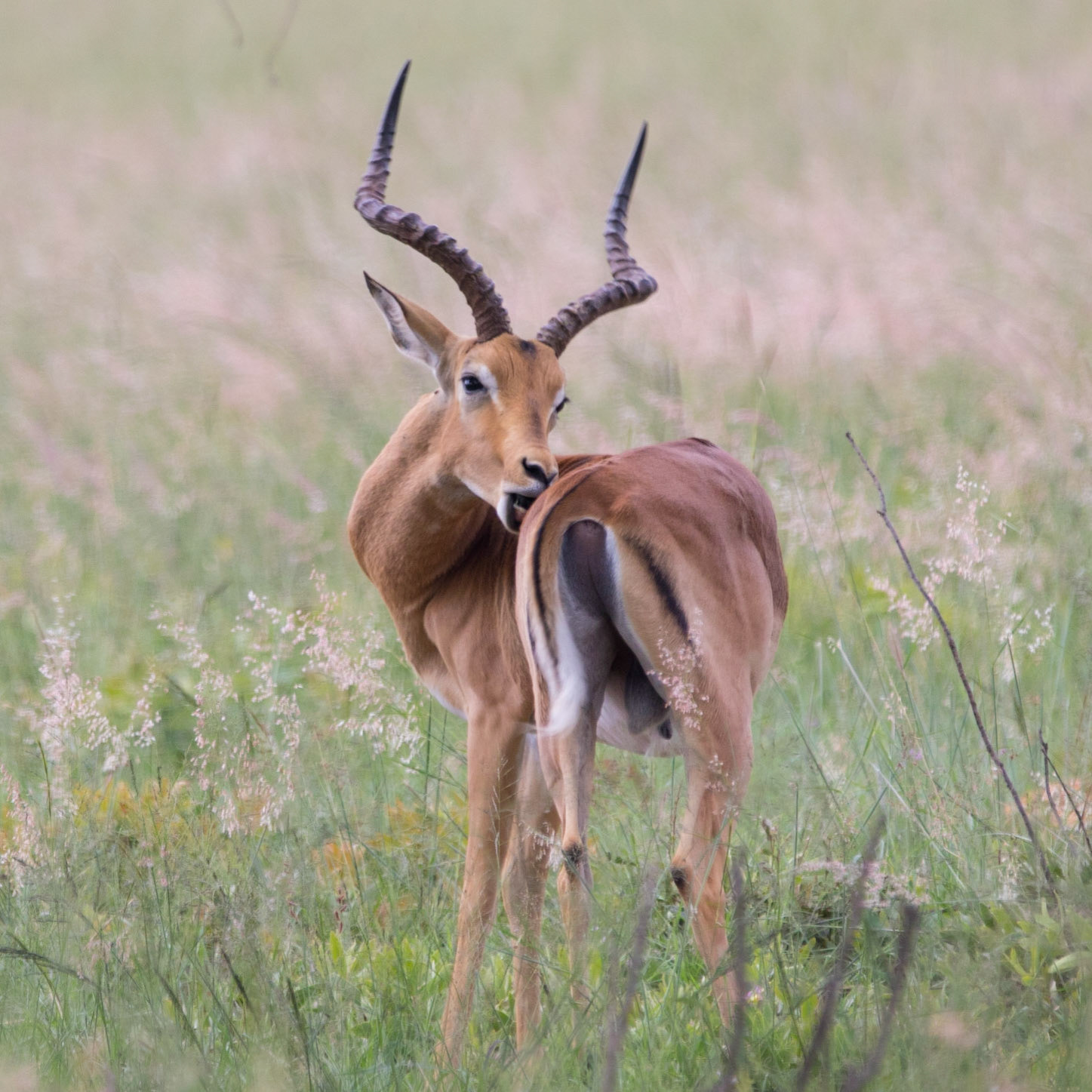 Afrique du Sud