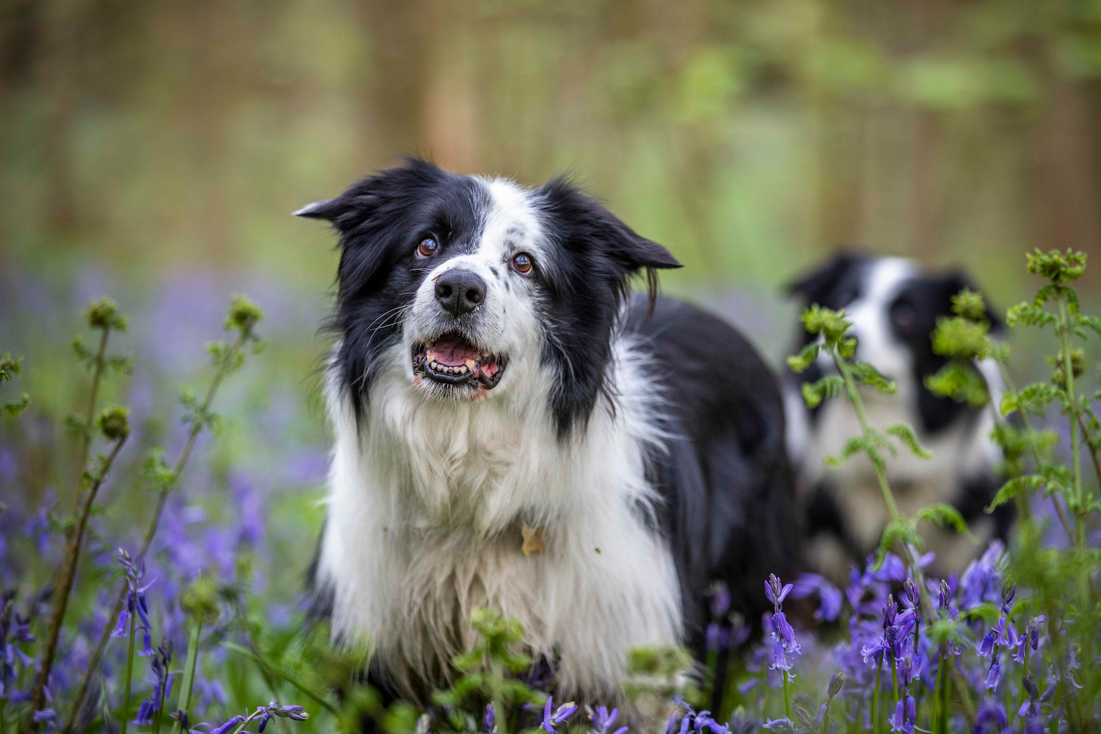 Two border collies in a bluebell wood