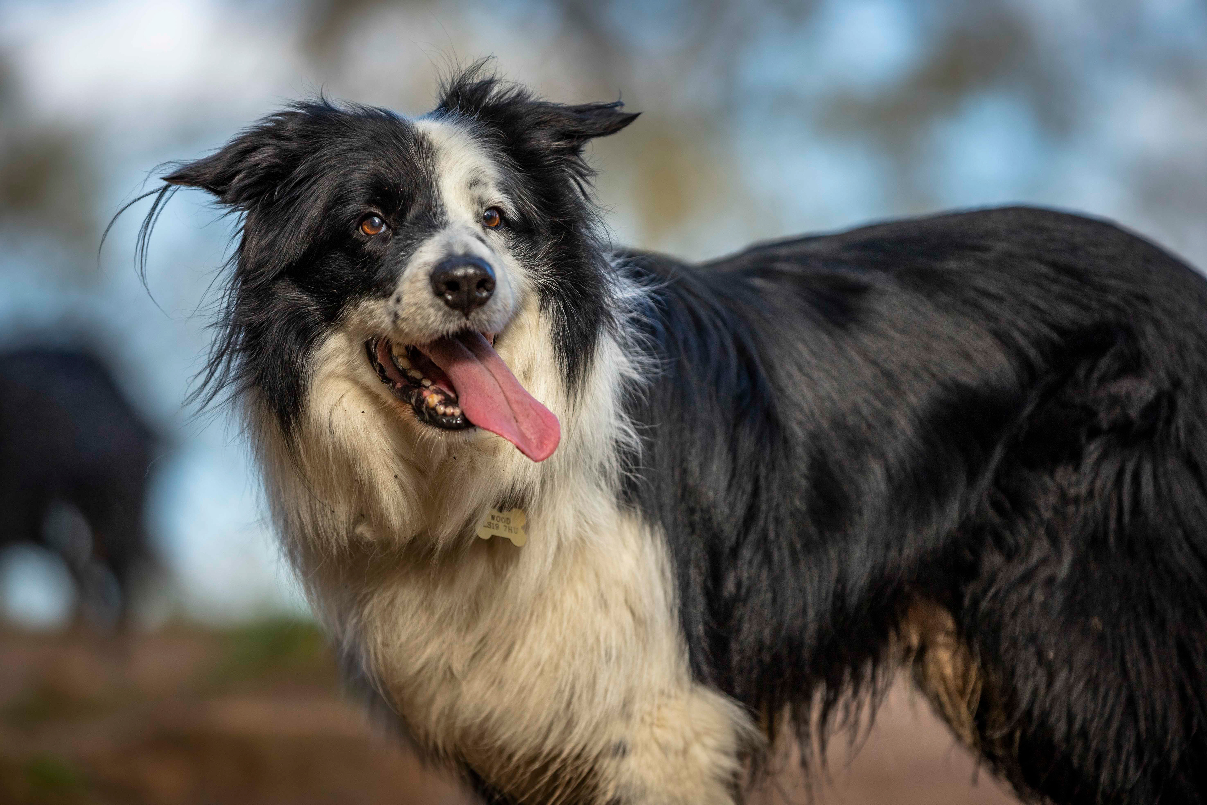 Happy border collie portrait