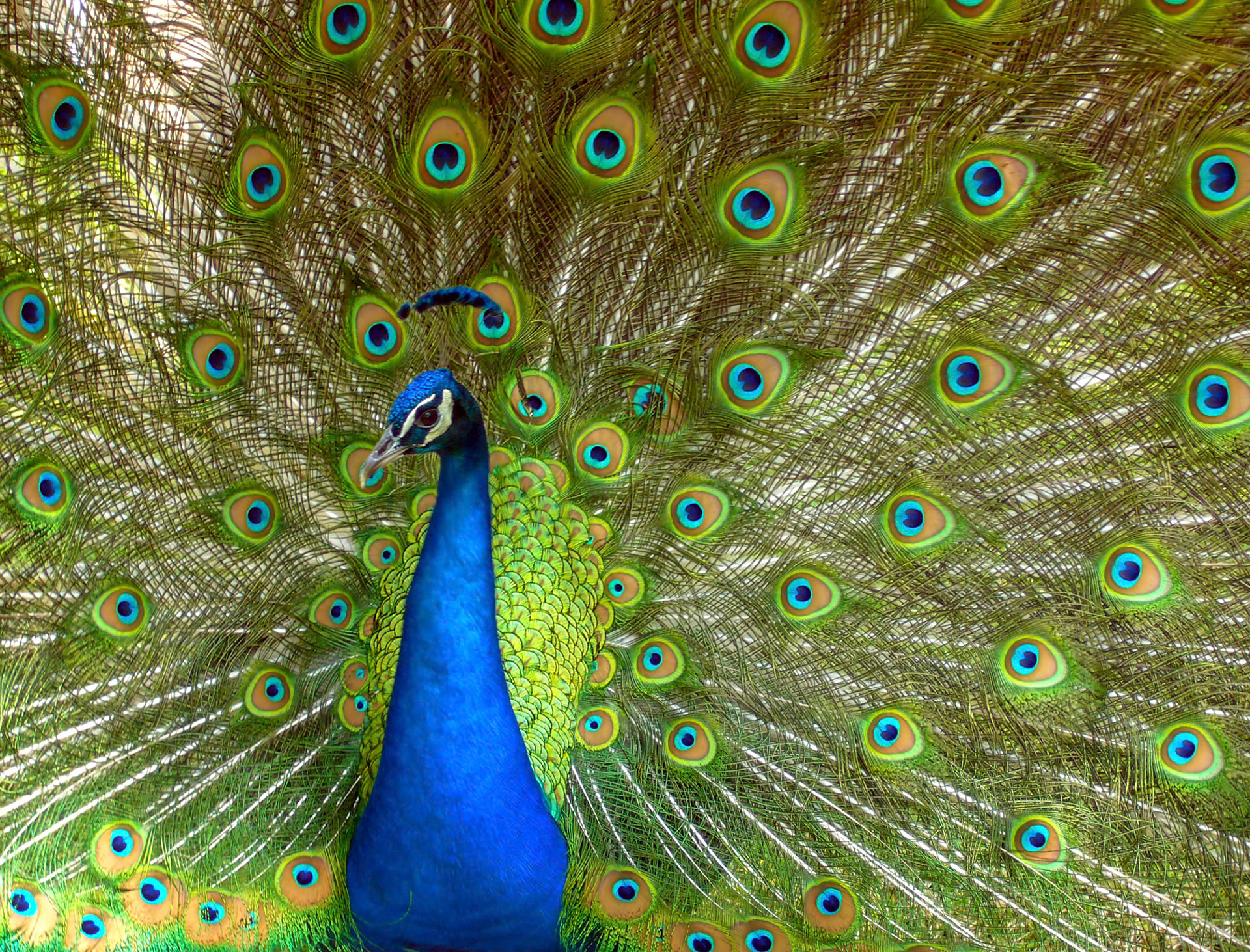 A feral Indian Blue peacock (Pavo cristatus) shows off his beautiful tail feathers along Eagle Trail in Dallas Texas.