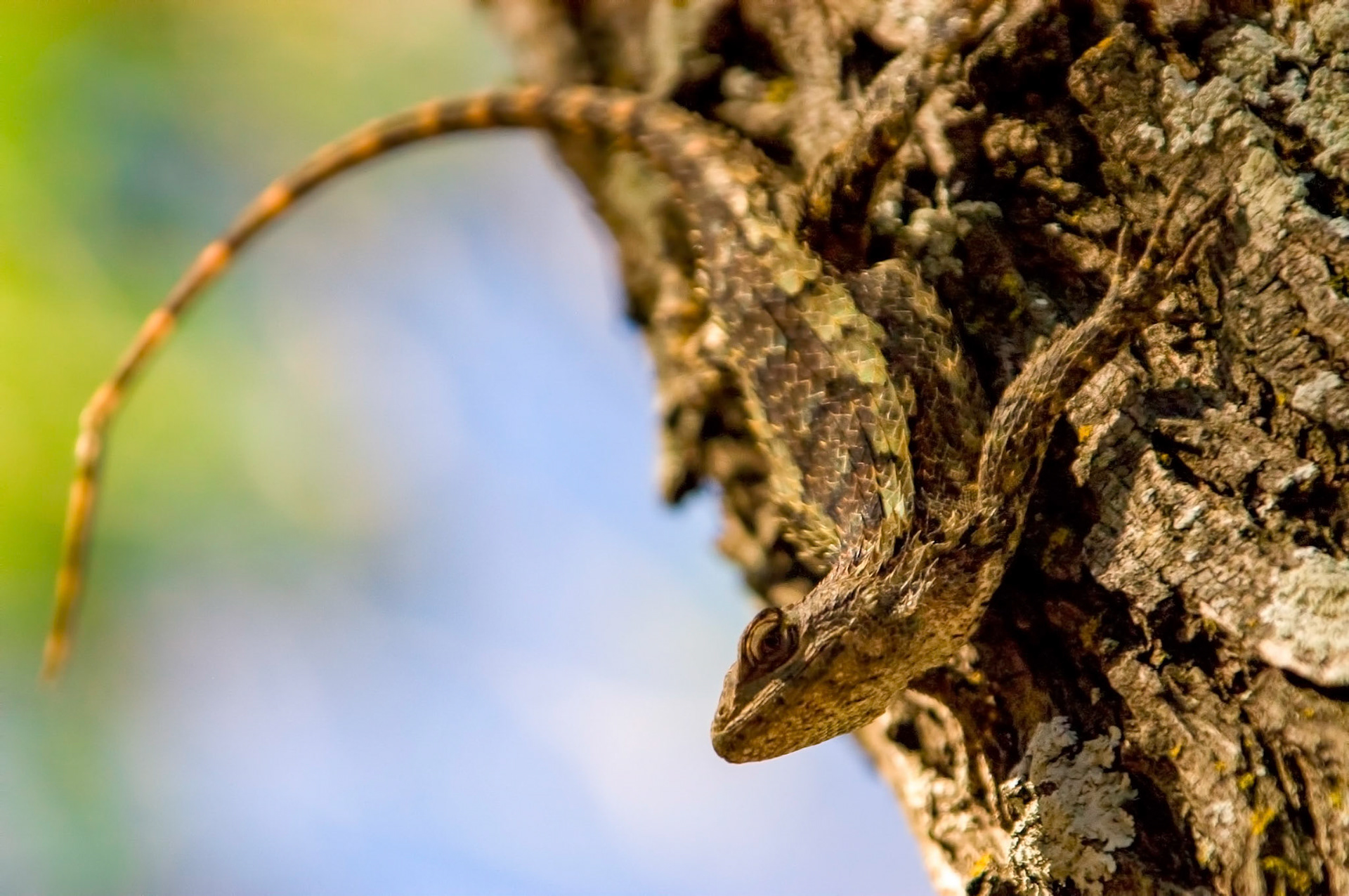 A Texas Spiny Lizard (Sceloporus olivaceus) rests on a tree at the San Antonio Botanical Garden in Texas.