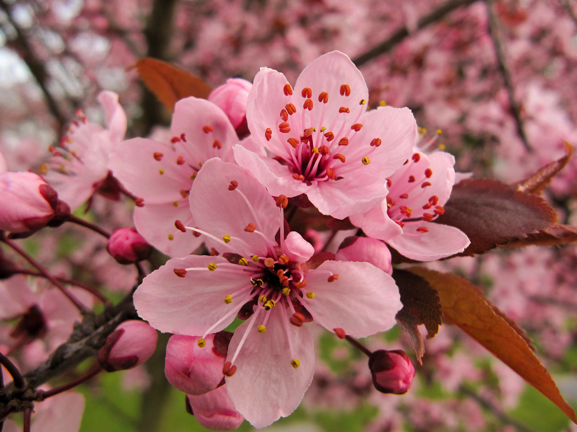 A cherry trees blooms in Seattle Washington.