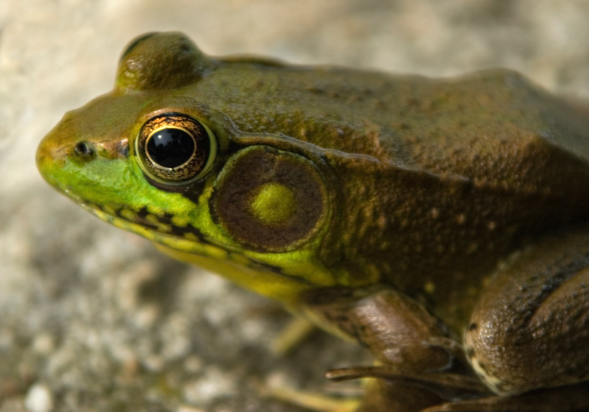 A male green frog (Rana clamitans) the Kenilworth Aquatic Gardens in Washington DC.
