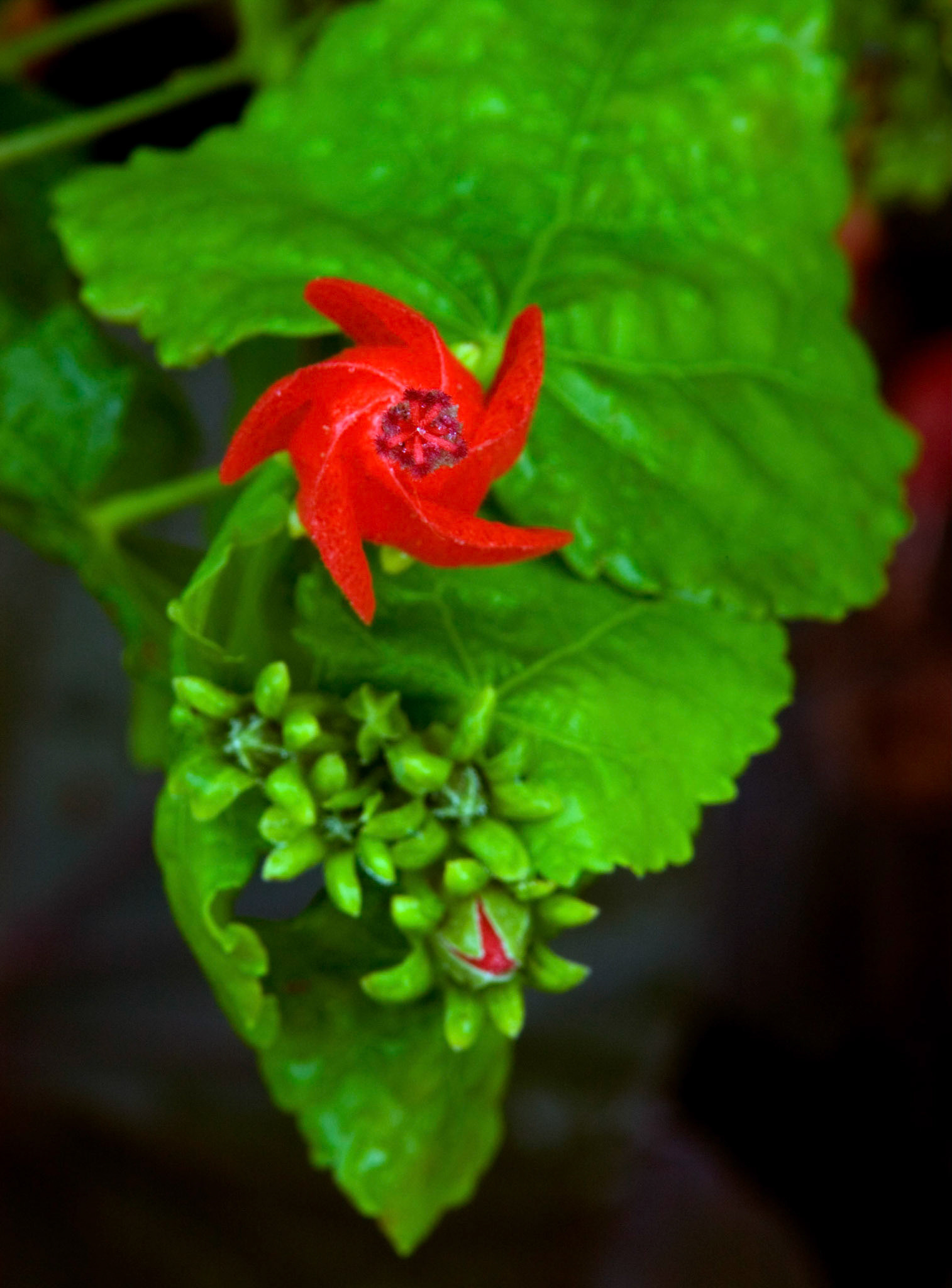 A turk's cap (Malvaviscus arboreus var. drummondii) blooms at Greenspring Gardens in Alexandria Virginia.