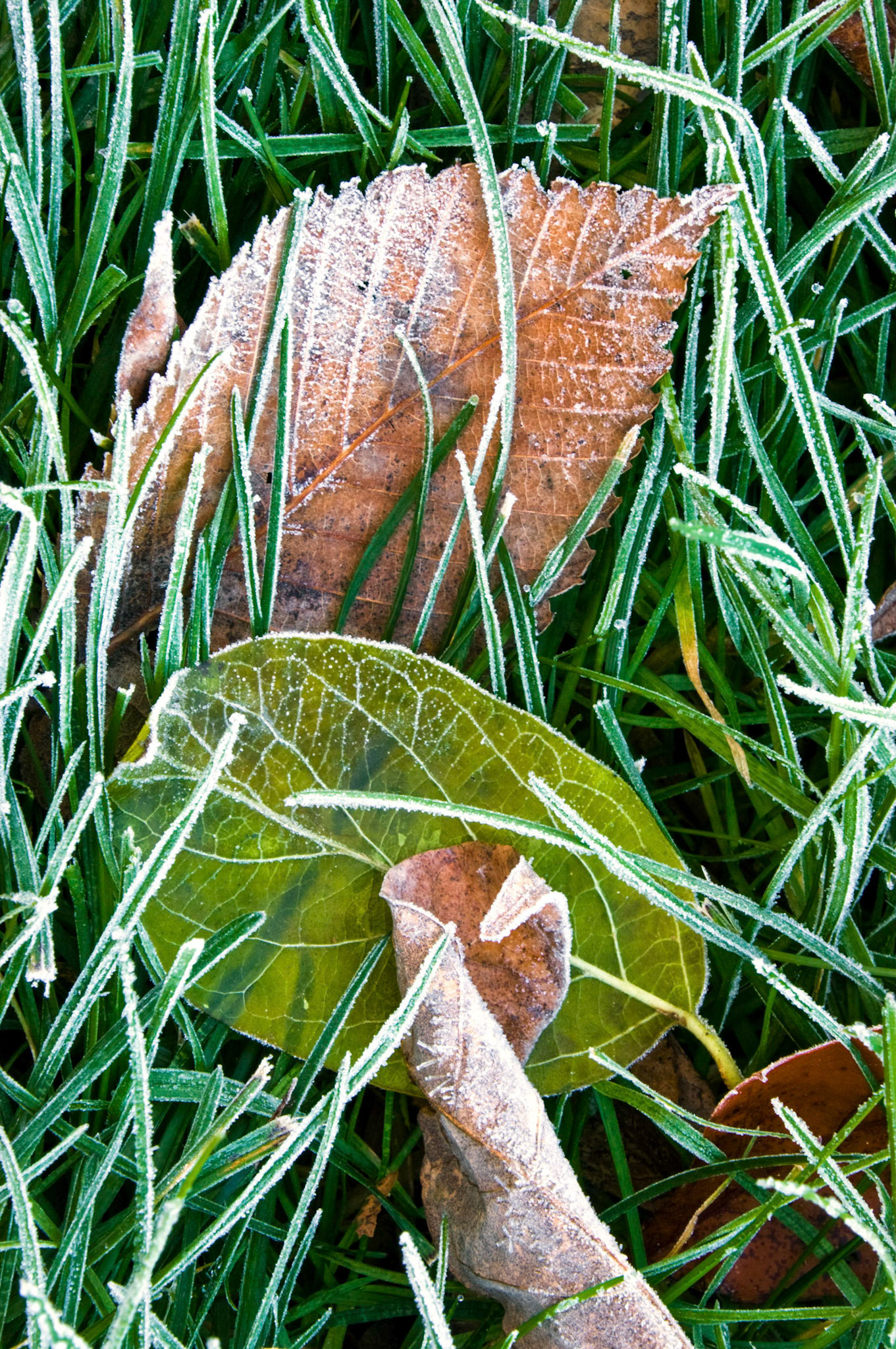 Frost delicately paints the ridges of some leaves in the grass in Centerville OH.