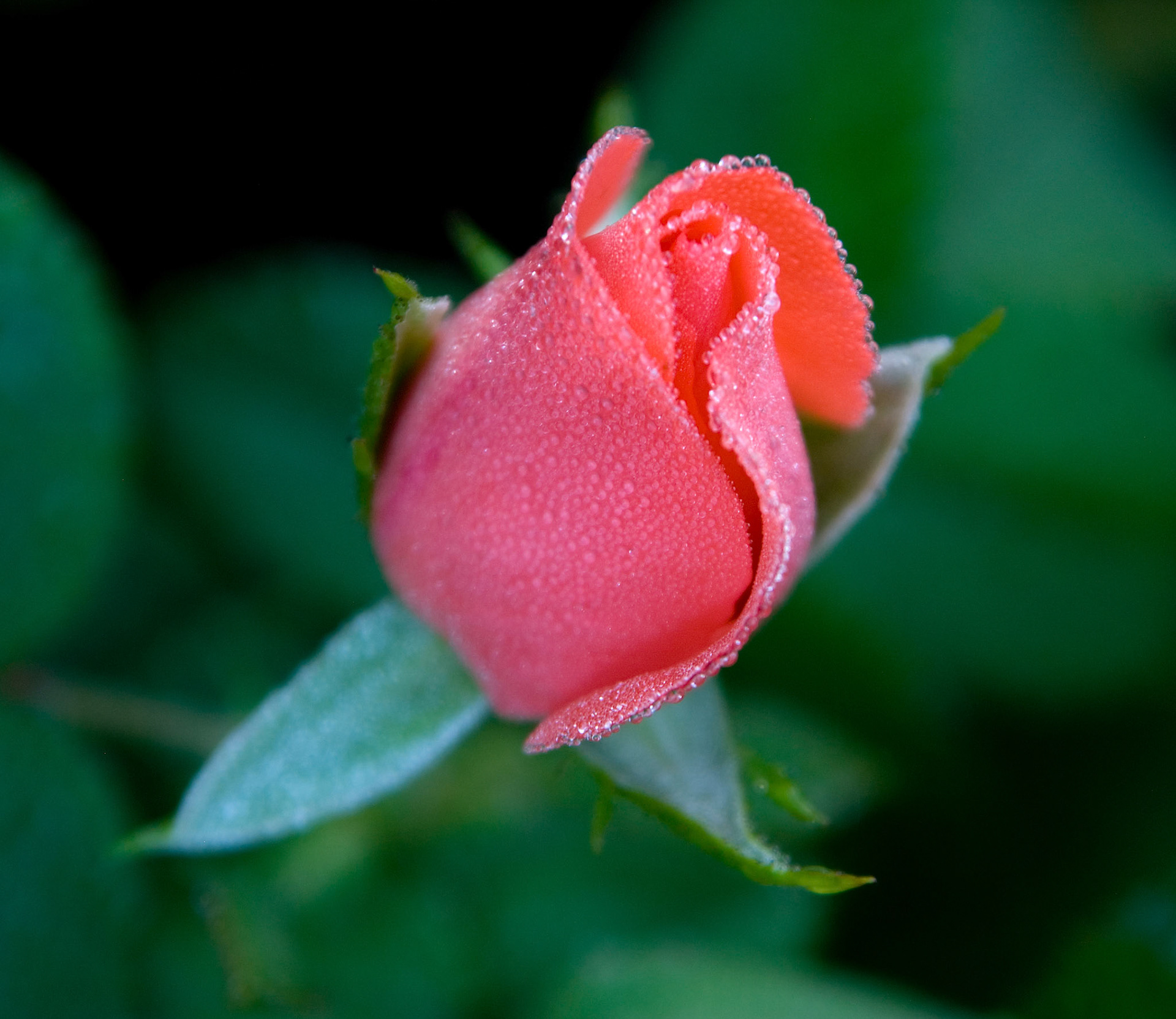 The dewey bud of a 'Marmalade Skies' hybrid tea rose at the Bon Air Park and Memorial Rose Gardens in Arlington Virginia.